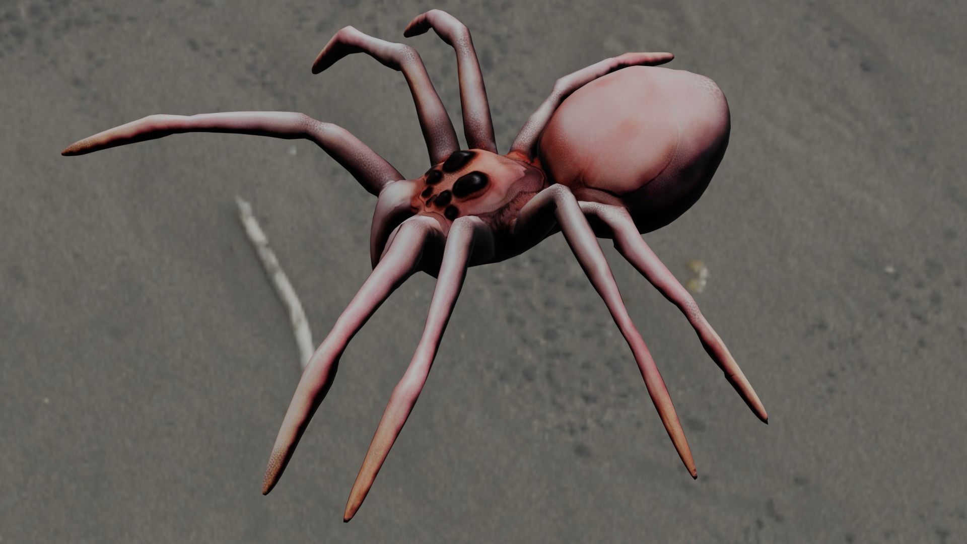 Spider Animated and Rigged  Low-poly 3D model_4