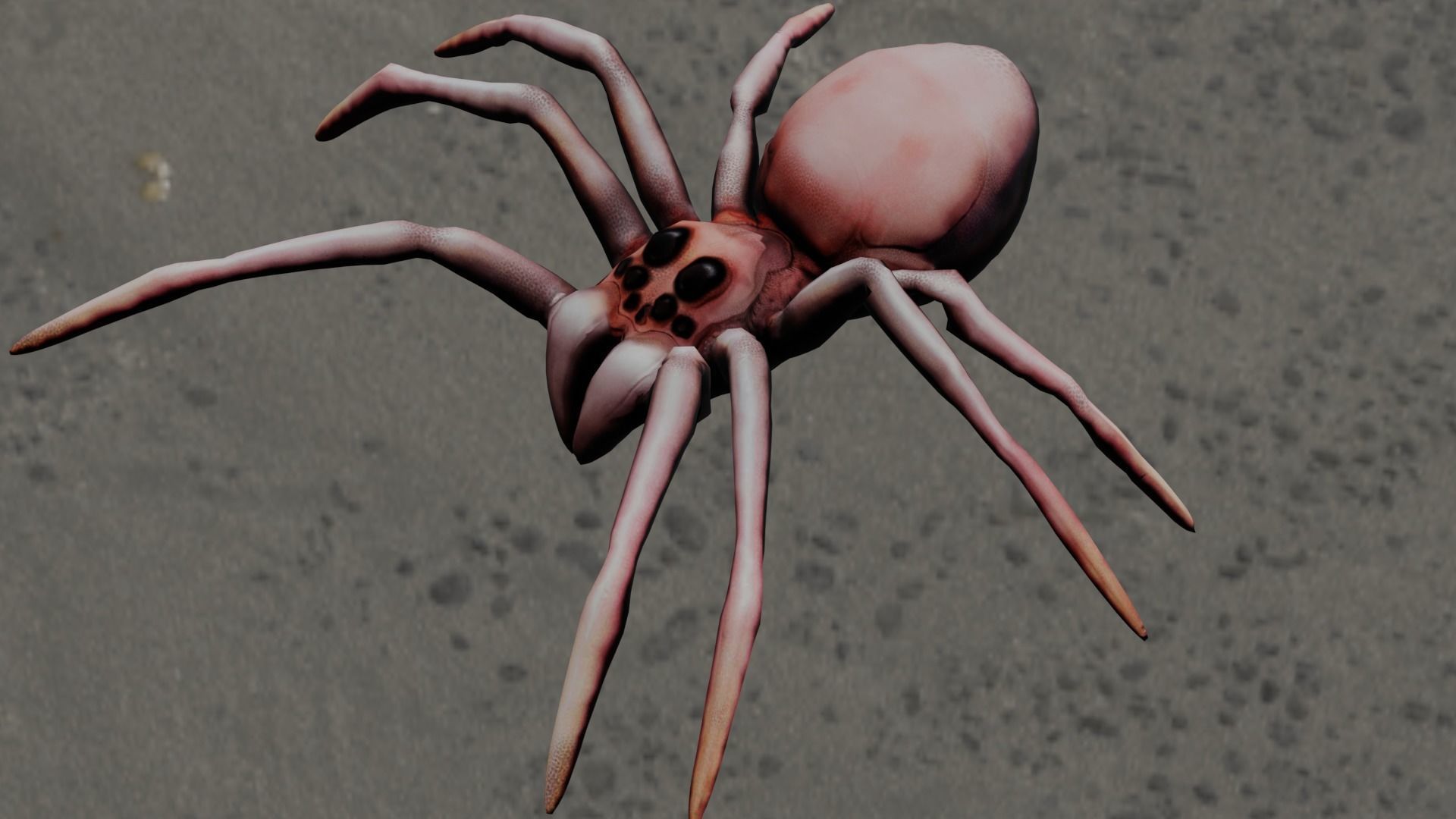Spider Animated and Rigged  Low-poly 3D model_5