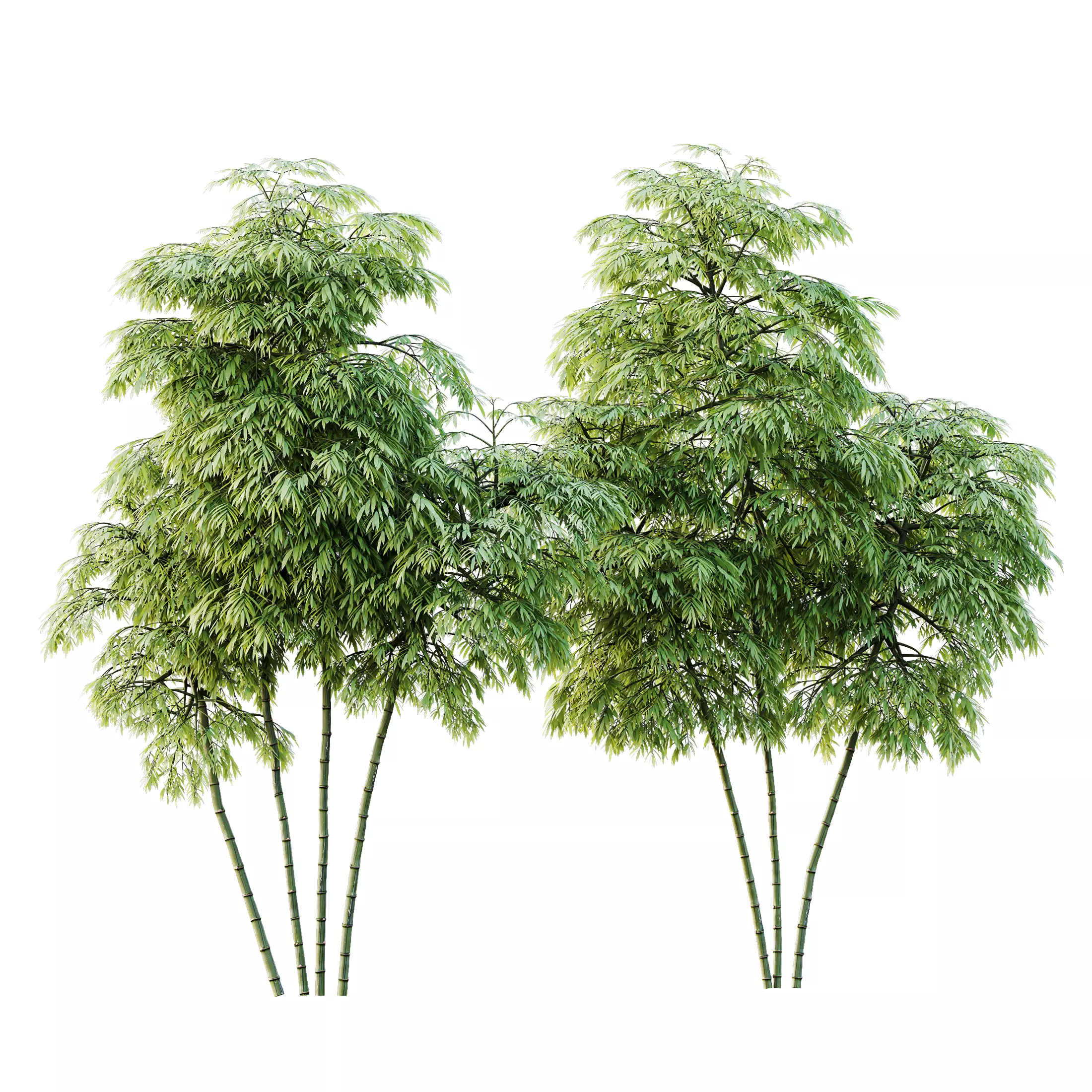 HQ Plants Bamboo Bambusoideae Tree 3D model_0