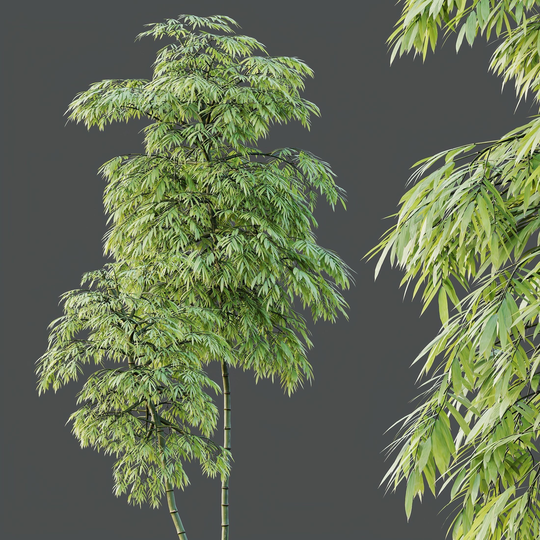 HQ Plants Bamboo Bambusoideae Tree 3D model_2