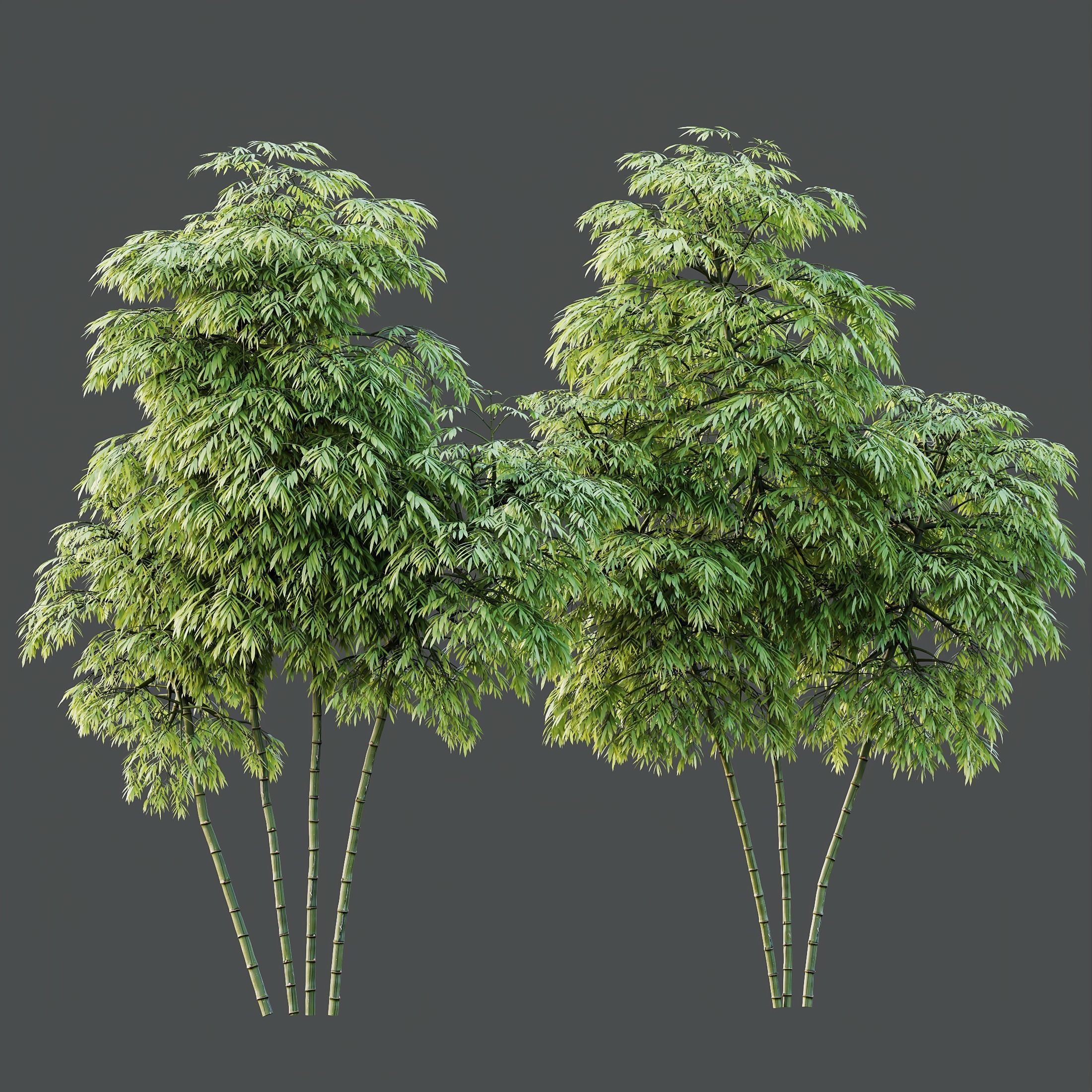 HQ Plants Bamboo Bambusoideae Tree 3D model_3