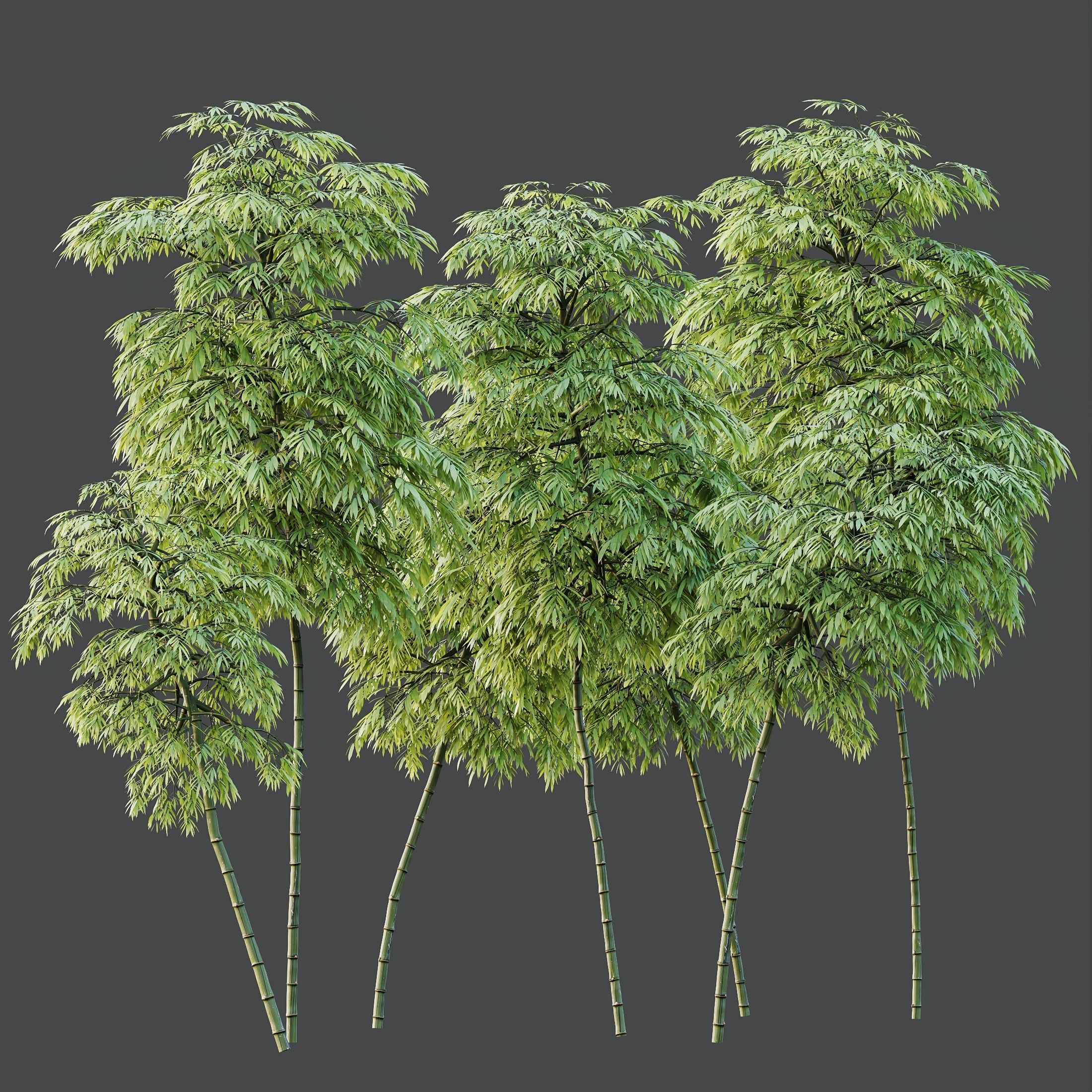 HQ Plants Bamboo Bambusoideae Tree 3D model_1