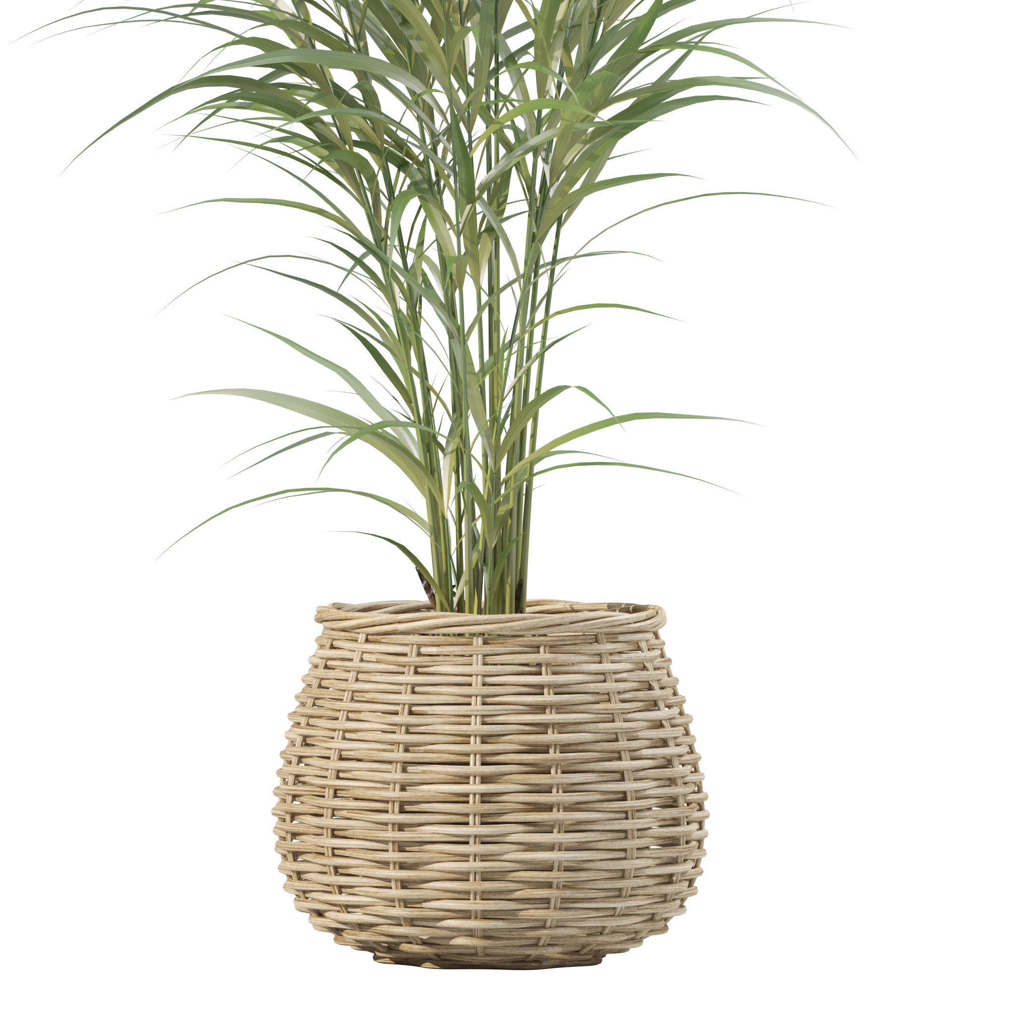 Plants collection 210 - monstera benjamina palm croton cactus 3D model_5