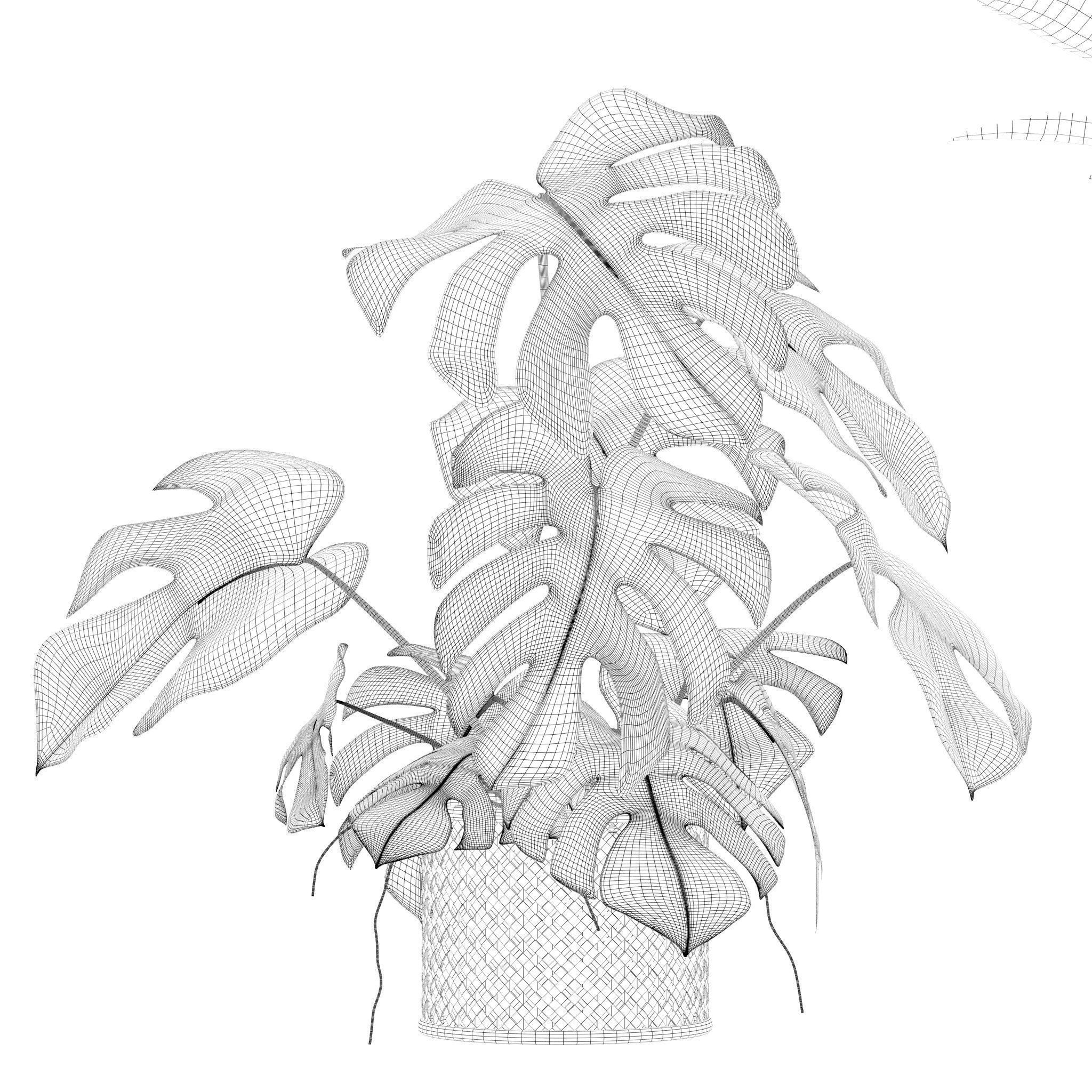 Plants collection 210 - monstera benjamina palm croton cactus 3D model_20