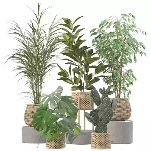 Plants collection 210 - monstera benjamina palm croton cactus 3D model