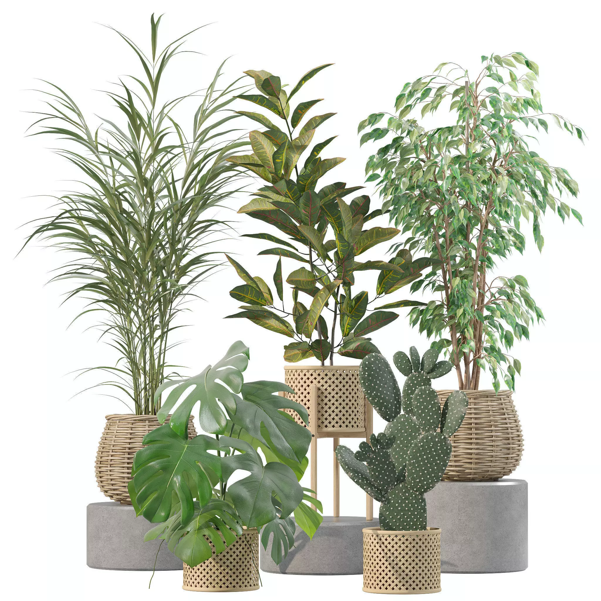 Plants collection 210 - monstera benjamina palm croton cactus 3D model_0