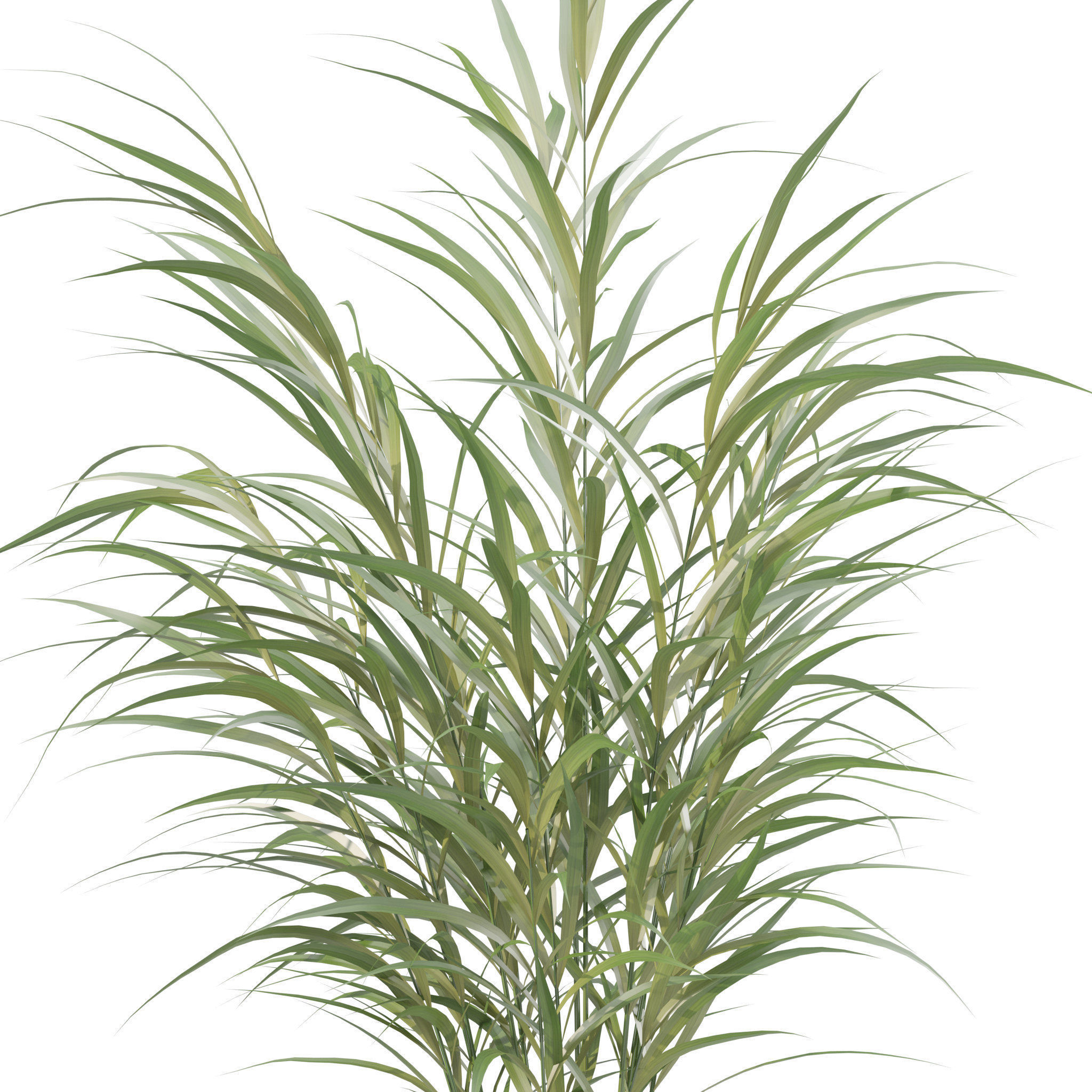 Plants collection 210 - monstera benjamina palm croton cactus 3D model_9