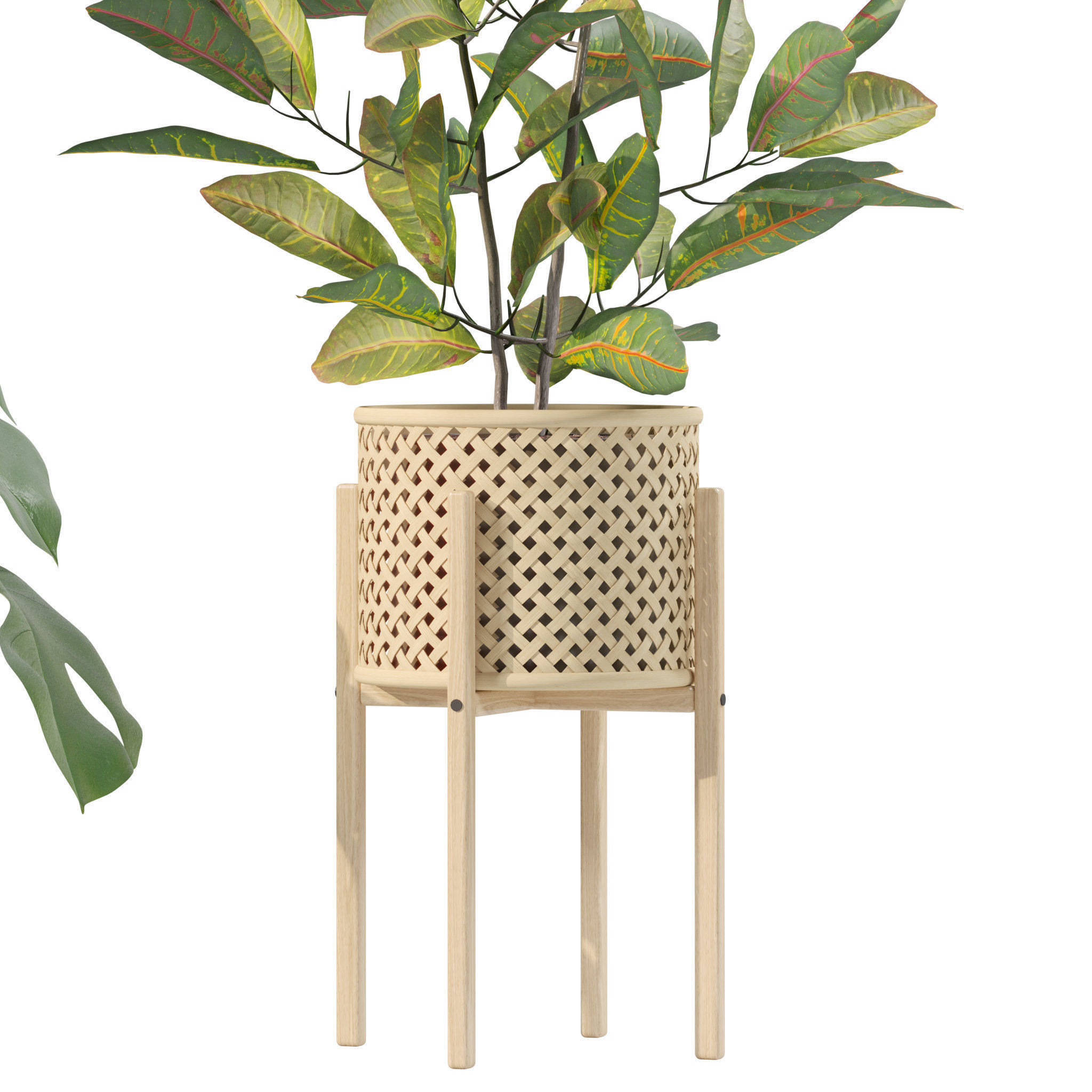 Plants collection 210 - monstera benjamina palm croton cactus 3D model_11