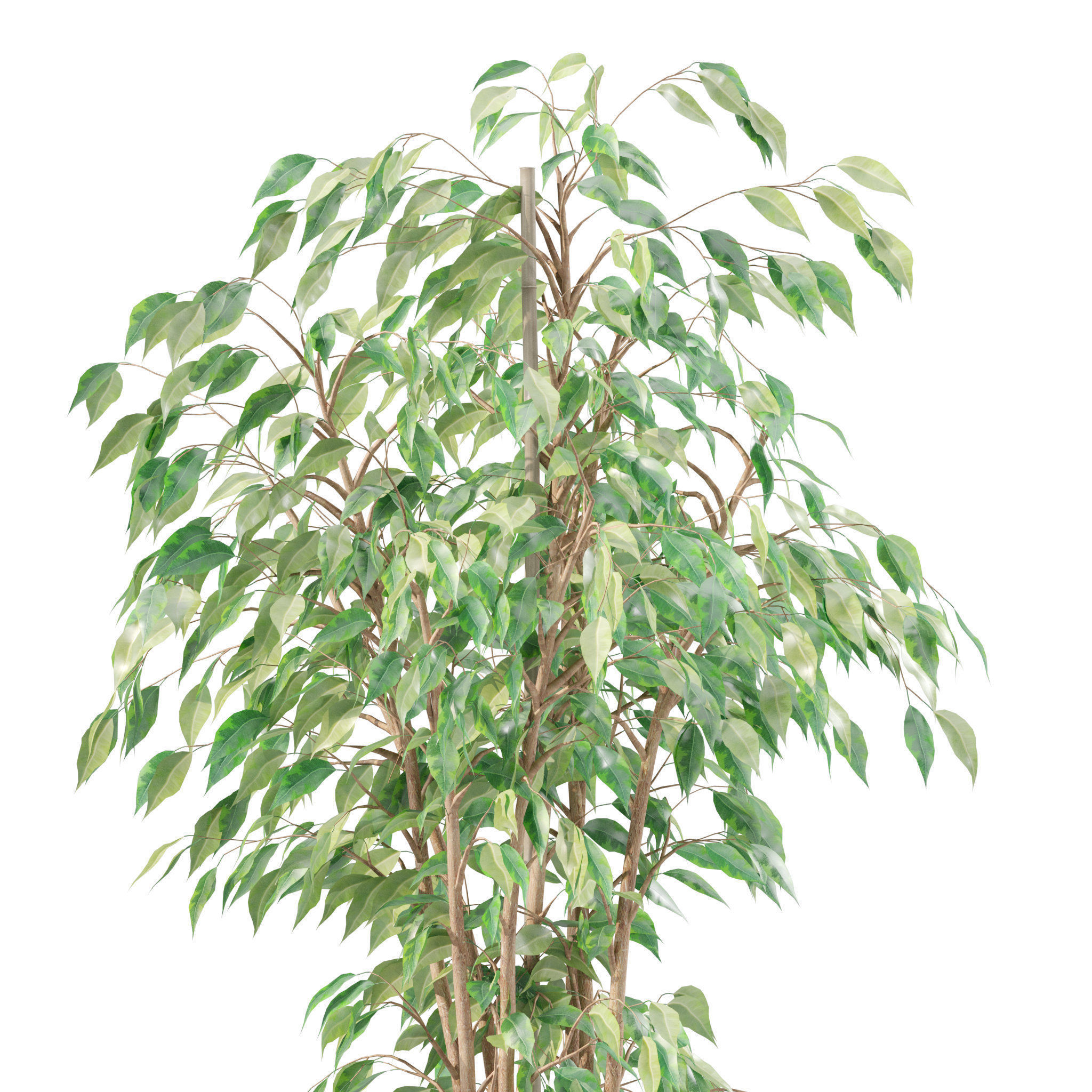 Plants collection 210 - monstera benjamina palm croton cactus 3D model_7