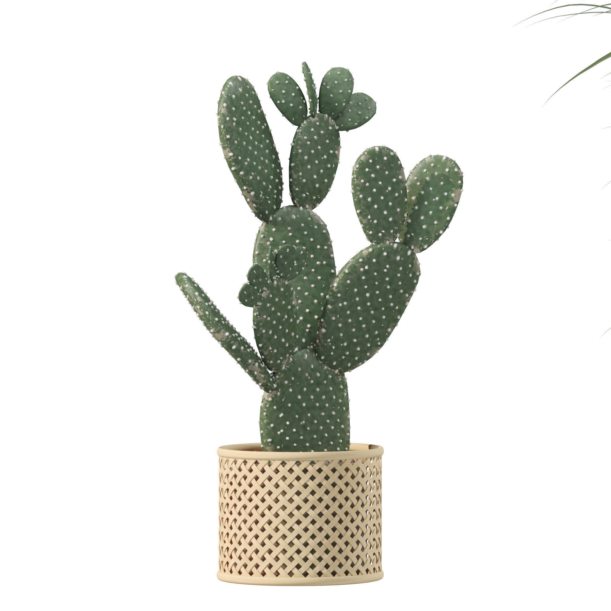 Plants collection 210 - monstera benjamina palm croton cactus 3D model_6