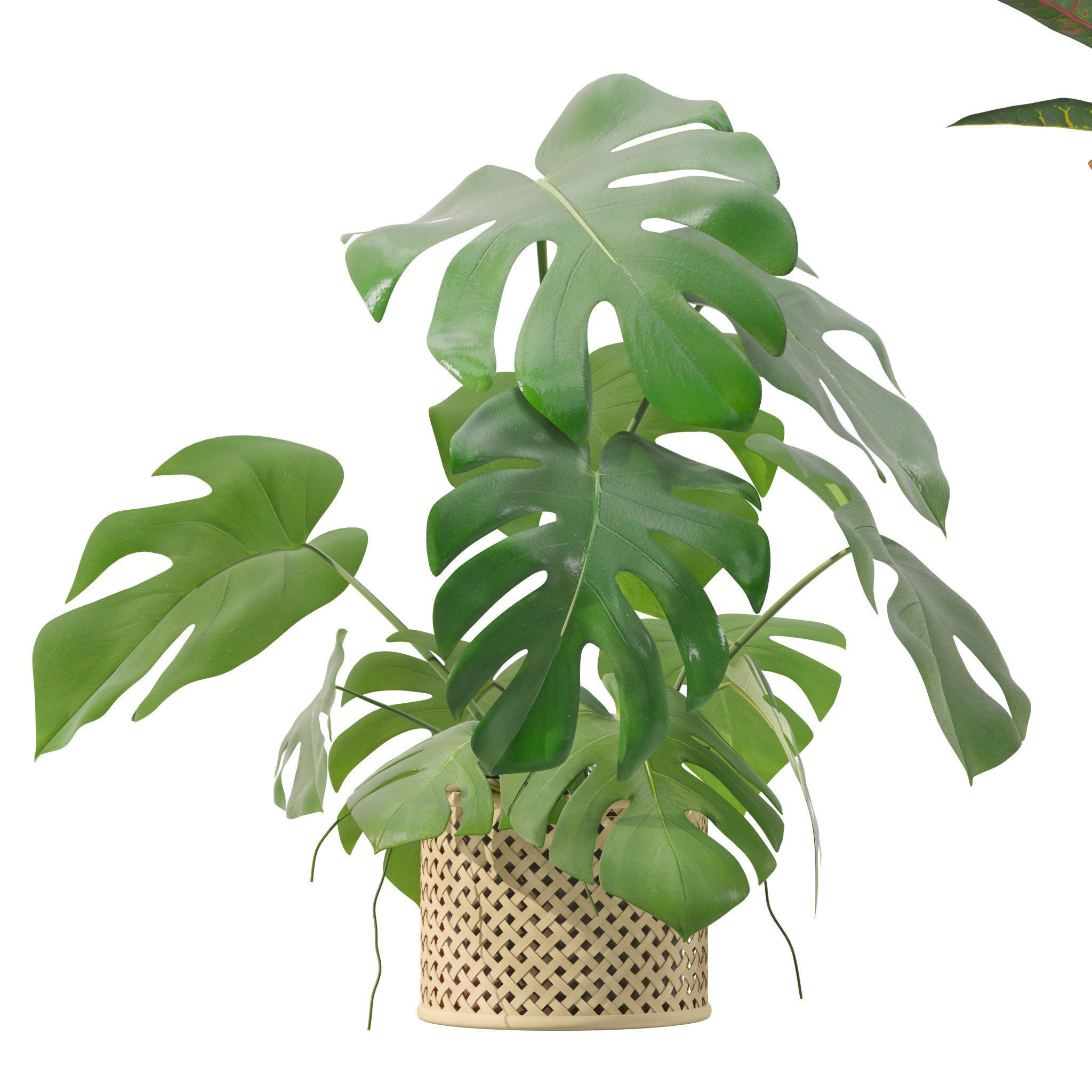 Plants collection 210 - monstera benjamina palm croton cactus 3D model_10