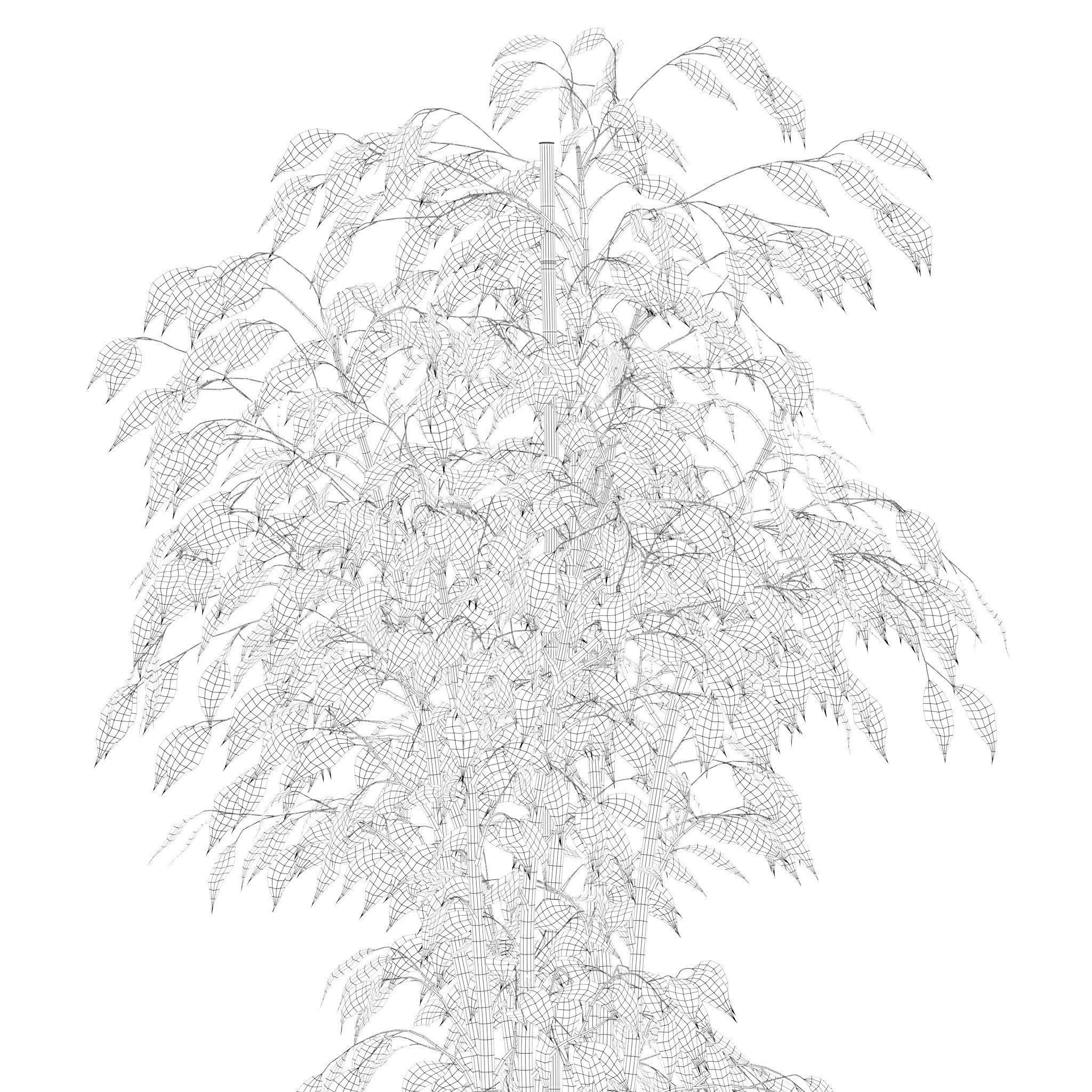 Plants collection 210 - monstera benjamina palm croton cactus 3D model_24