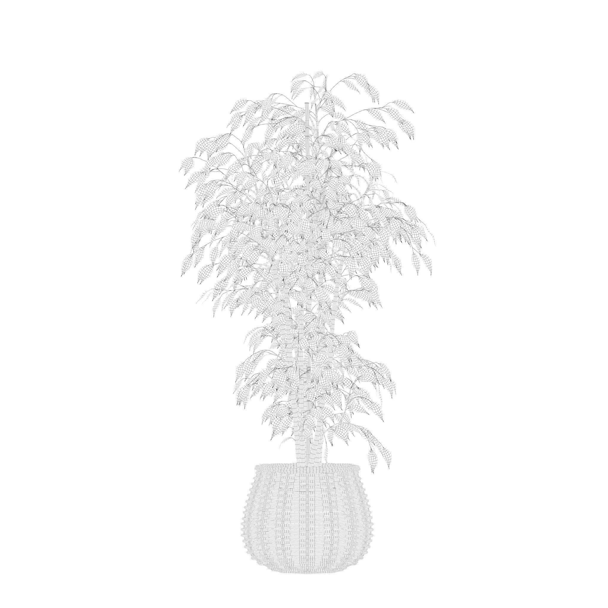 Plants collection 210 - monstera benjamina palm croton cactus 3D model_14