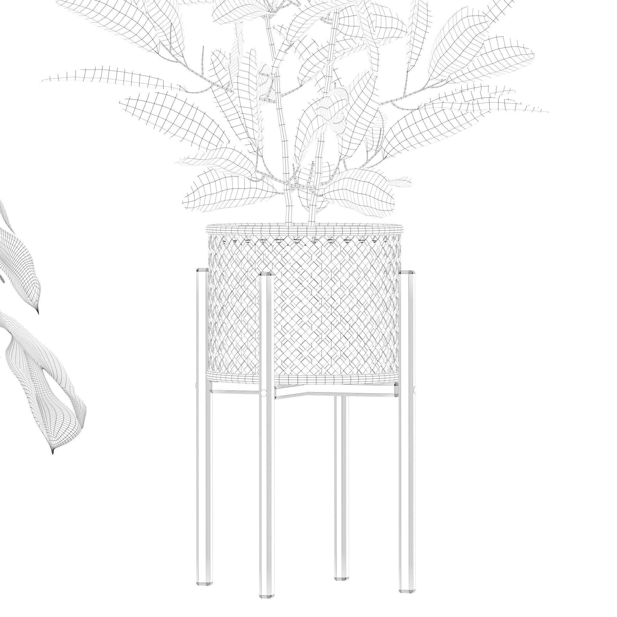 Plants collection 210 - monstera benjamina palm croton cactus 3D model_21