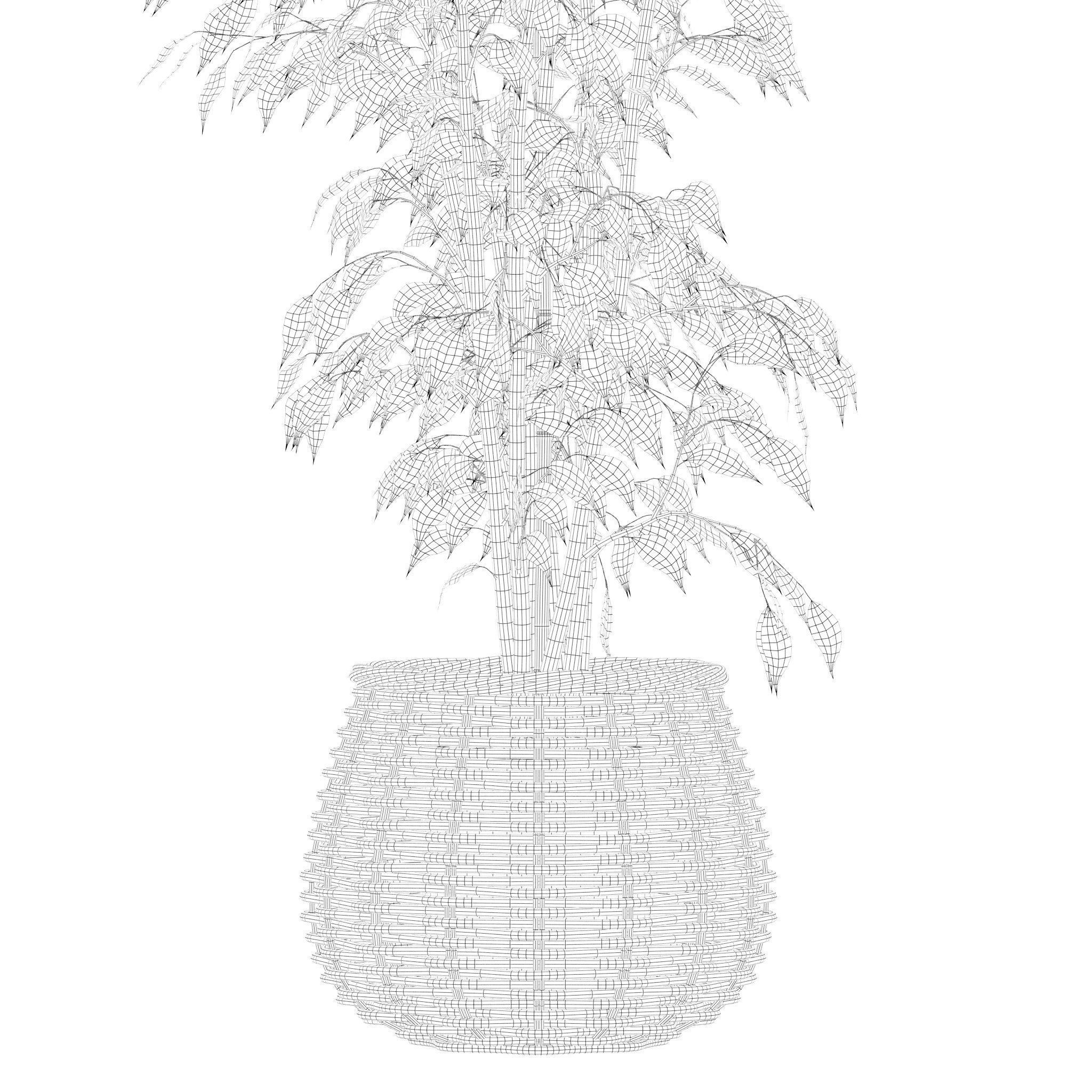 Plants collection 210 - monstera benjamina palm croton cactus 3D model_23