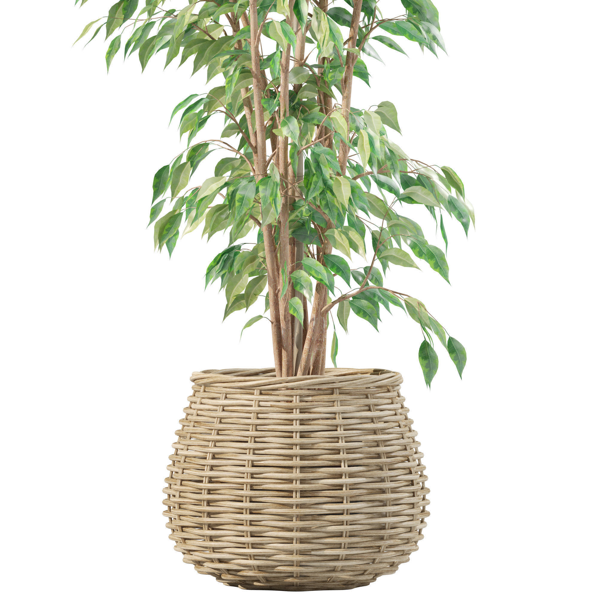 Plants collection 210 - monstera benjamina palm croton cactus 3D model_8