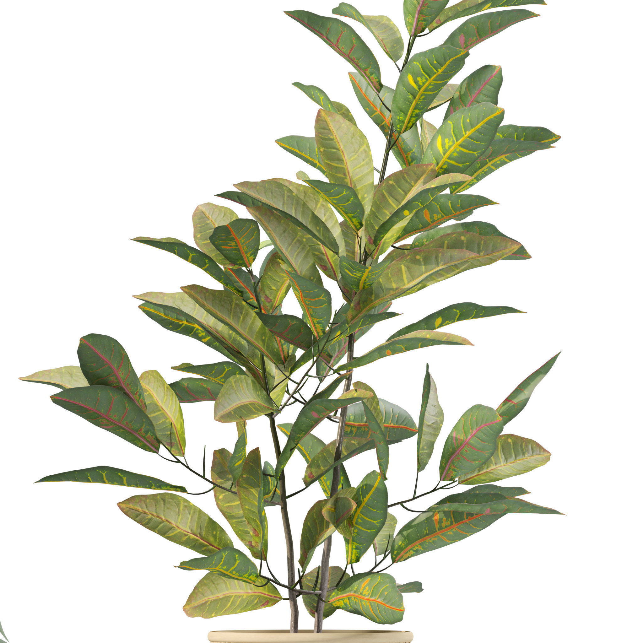 Plants collection 210 - monstera benjamina palm croton cactus 3D model_12