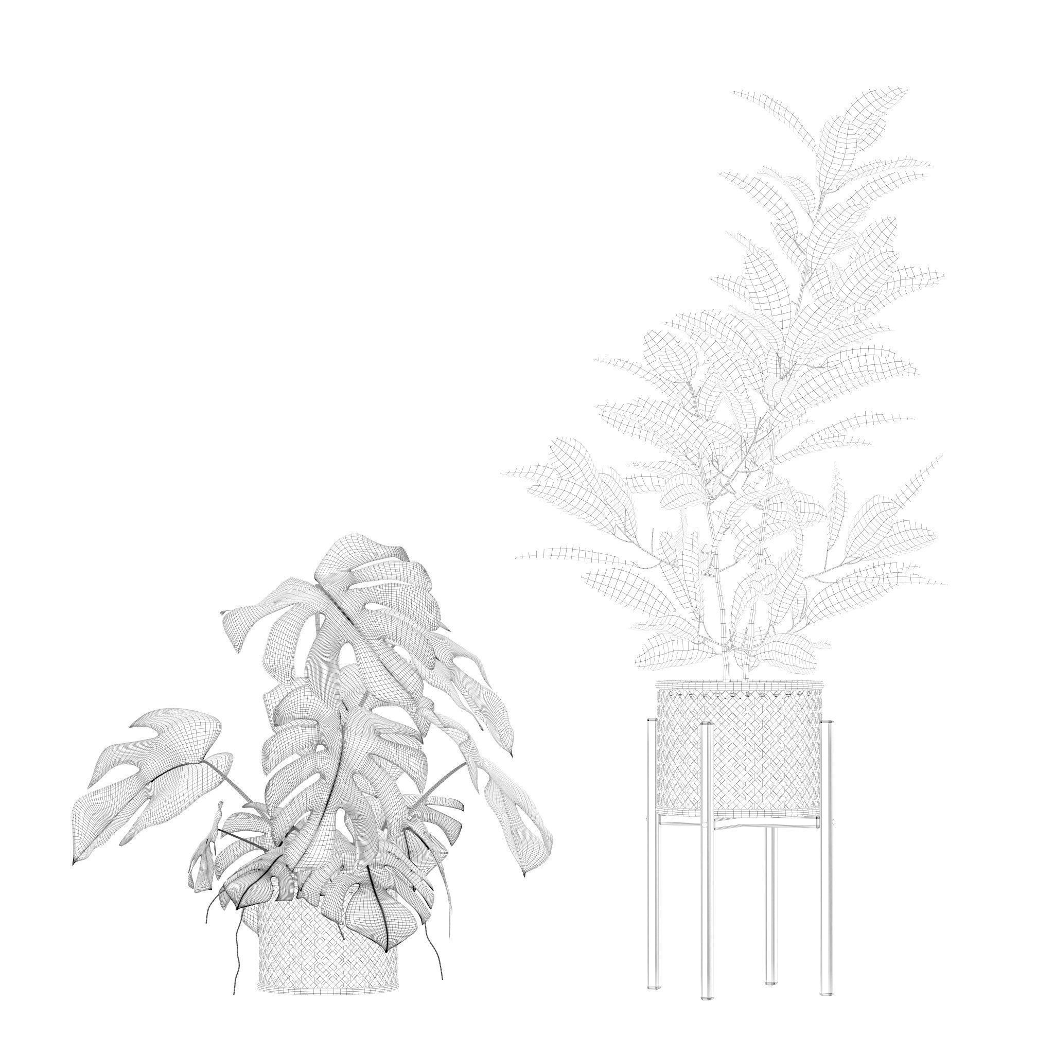 Plants collection 210 - monstera benjamina palm croton cactus 3D model_15