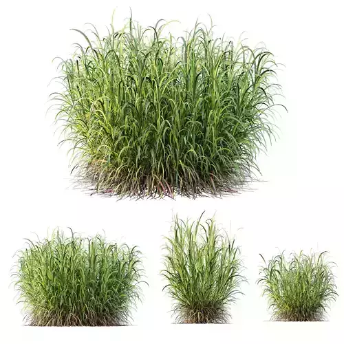 HQ Plants Elephant Grass Pennisetum Purpureum 3D model