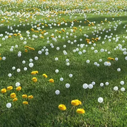 dandelion field