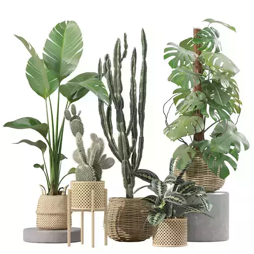 Plants collection 211 - monstera strelitzia cactus meranta 3D model
