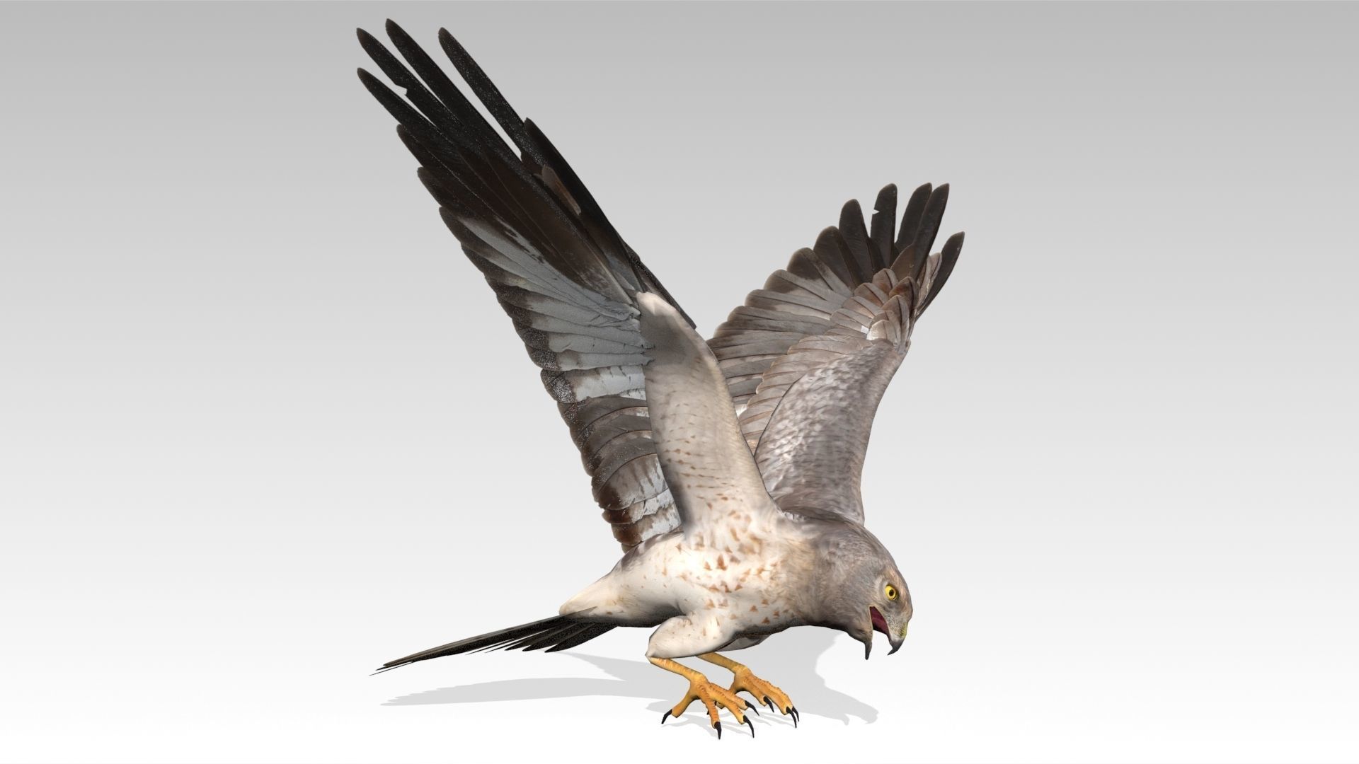 Hen Harrier Low-poly 3D model_7