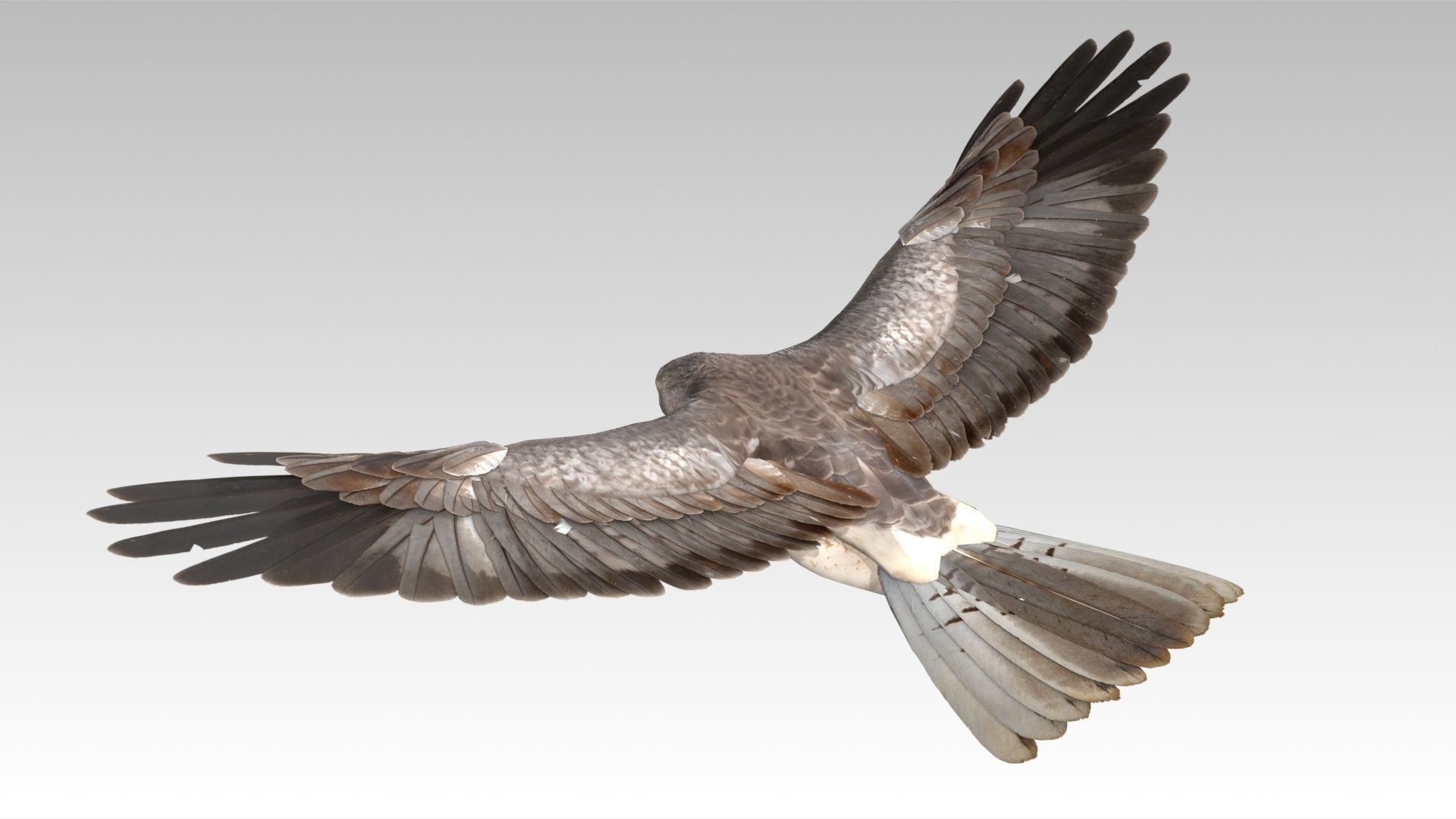 Hen Harrier Low-poly 3D model_4