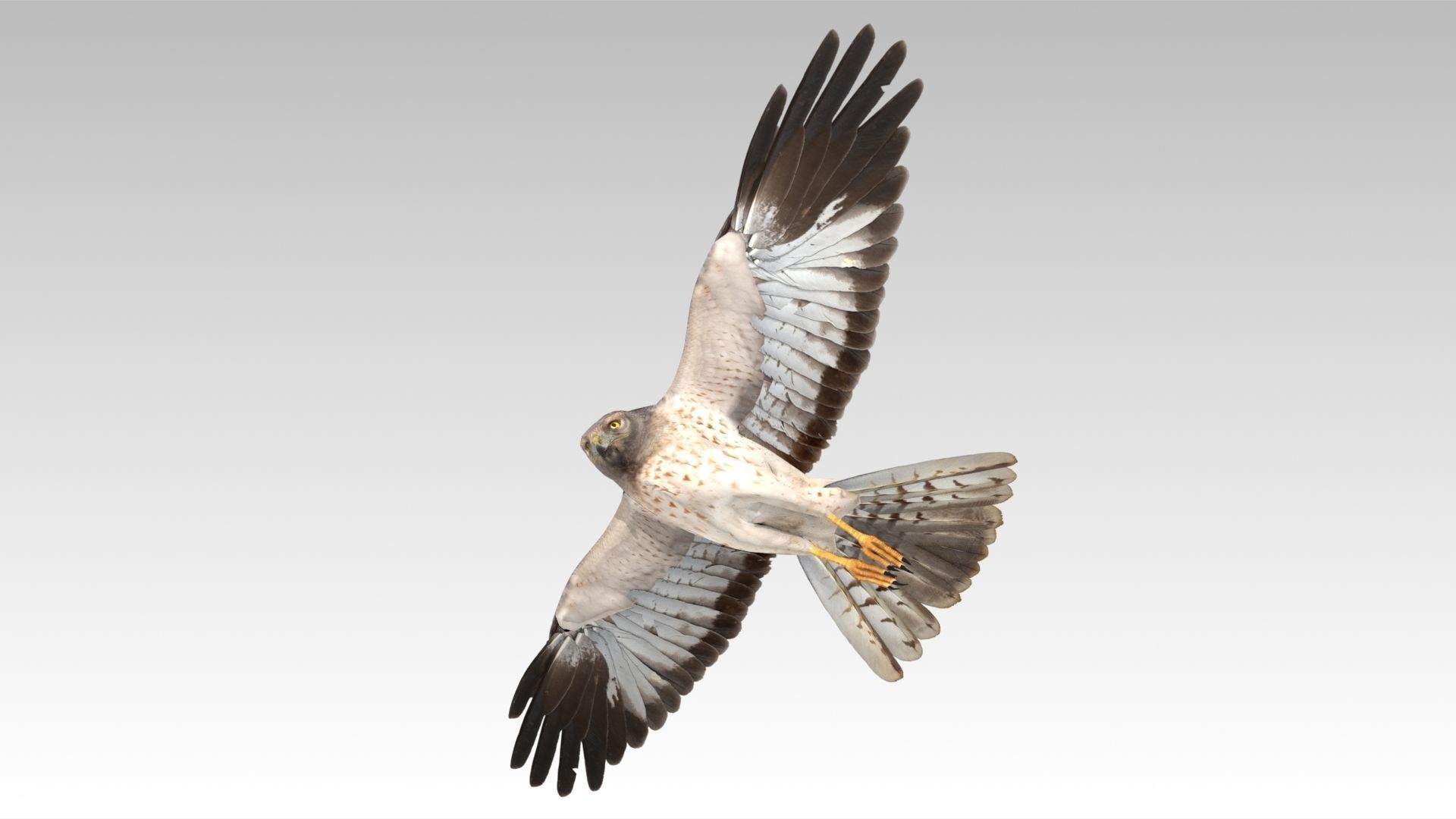 Hen Harrier Low-poly 3D model_2