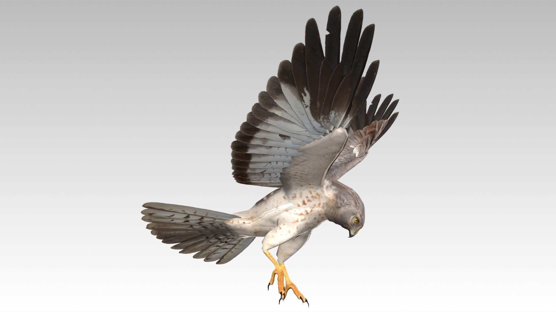 Hen Harrier Low-poly 3D model_9