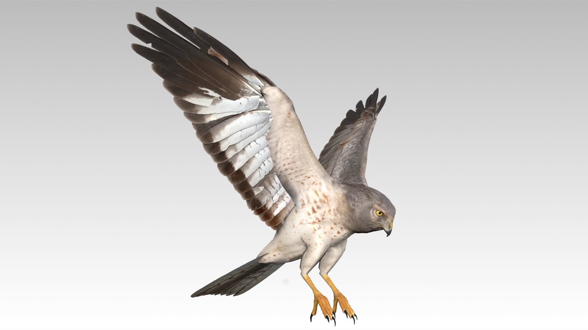 Hen Harrier Low-poly 3D model_6