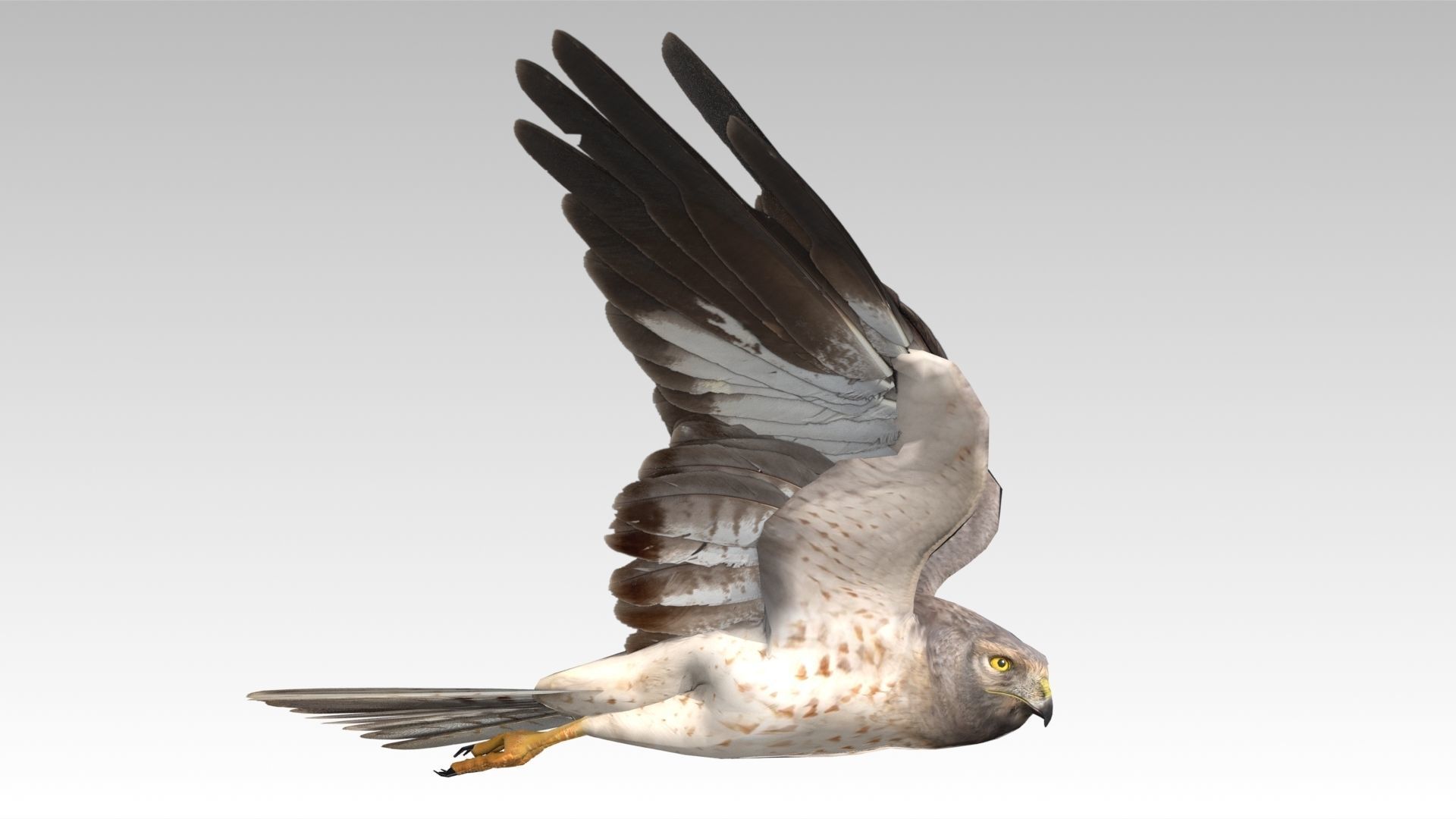 Hen Harrier Low-poly 3D model_3