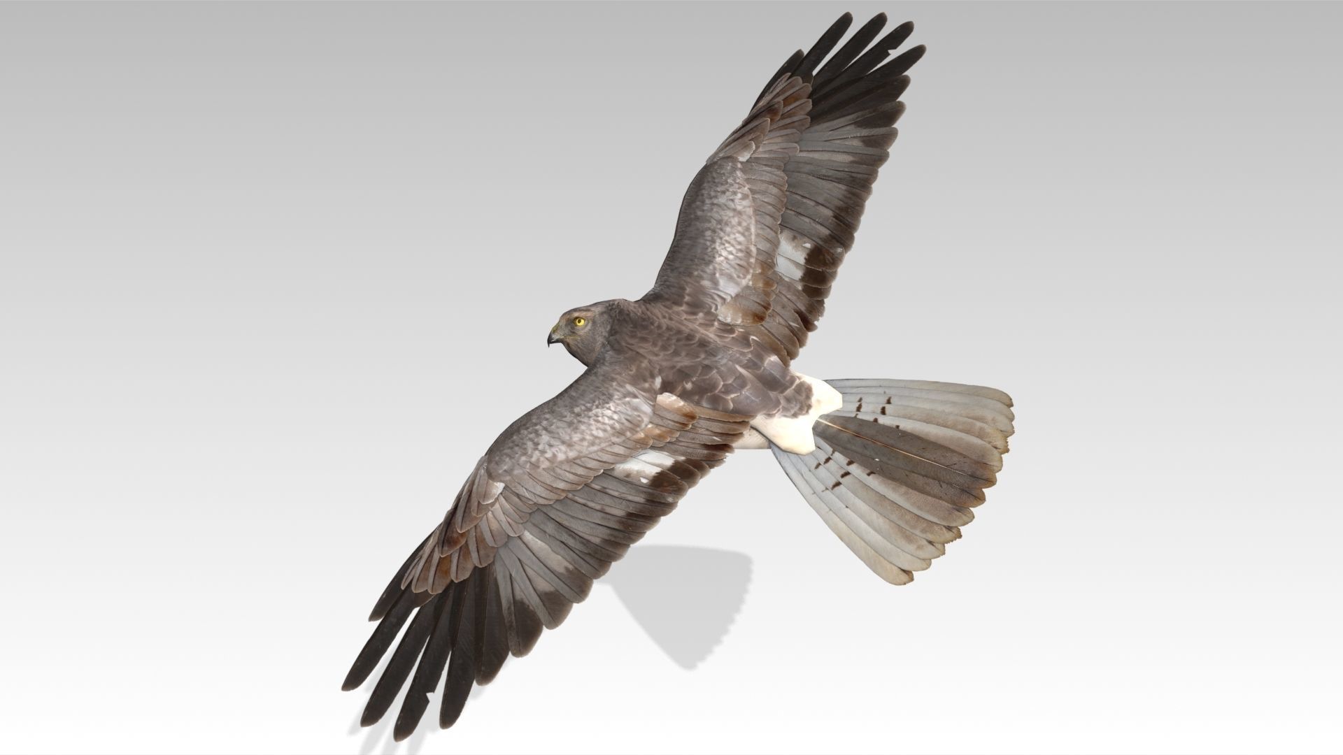 Hen Harrier Low-poly 3D model_10