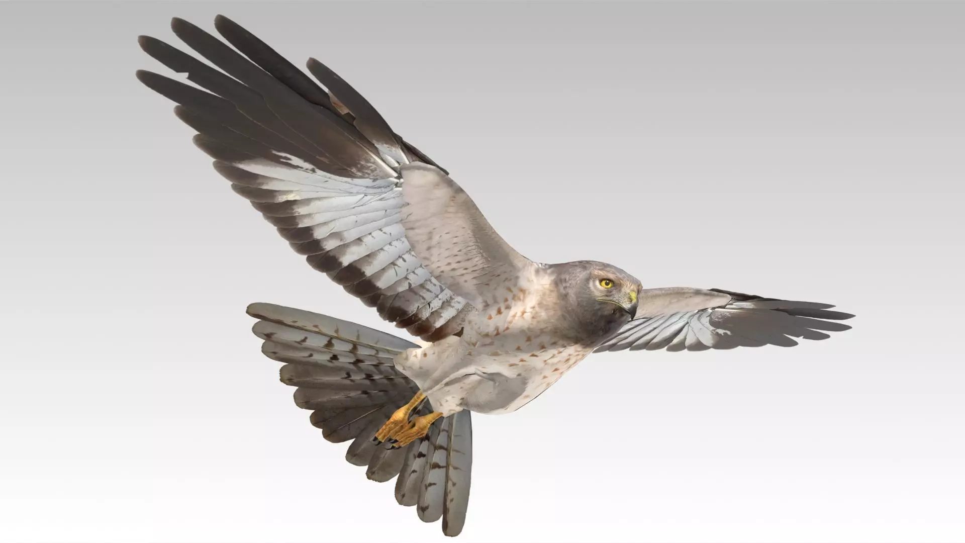 Hen Harrier Low-poly 3D model_0