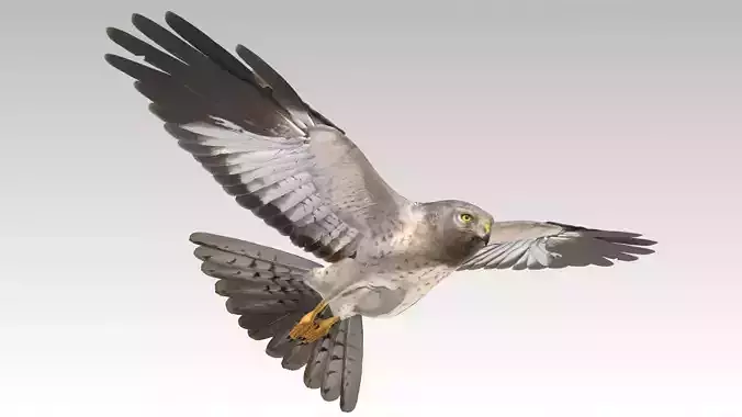 Hen Harrier Low-poly 3D model