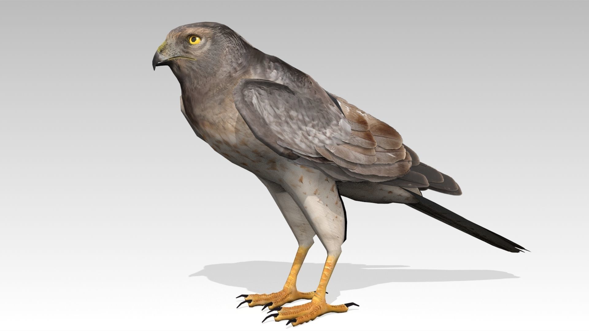 Hen Harrier Low-poly 3D model_11