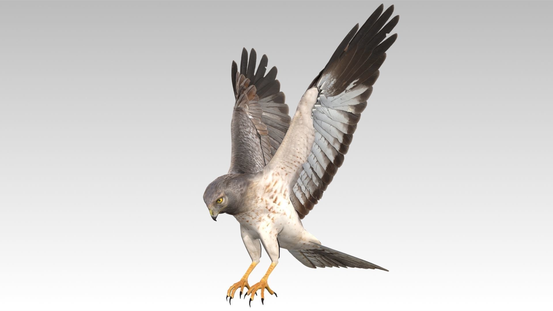 Hen Harrier Low-poly 3D model_8