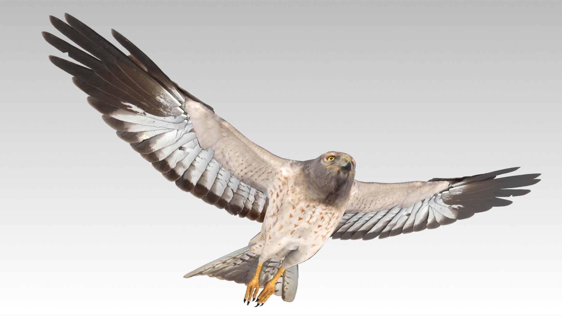 Hen Harrier Low-poly 3D model_5