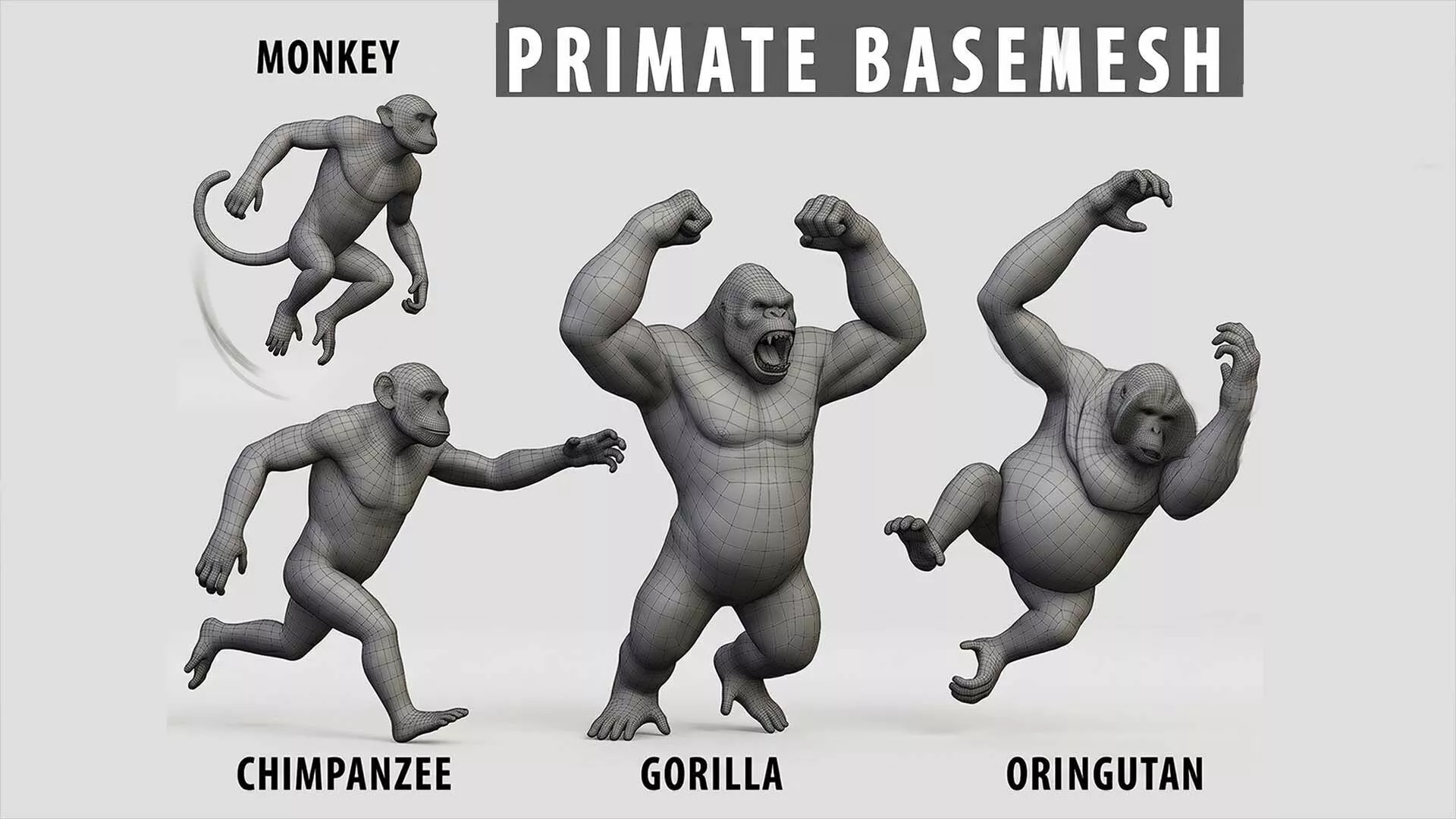 Primate BaseMesh II Chimpanzee I Gorilla I Monkey I Orangutan Low-poly 3D model