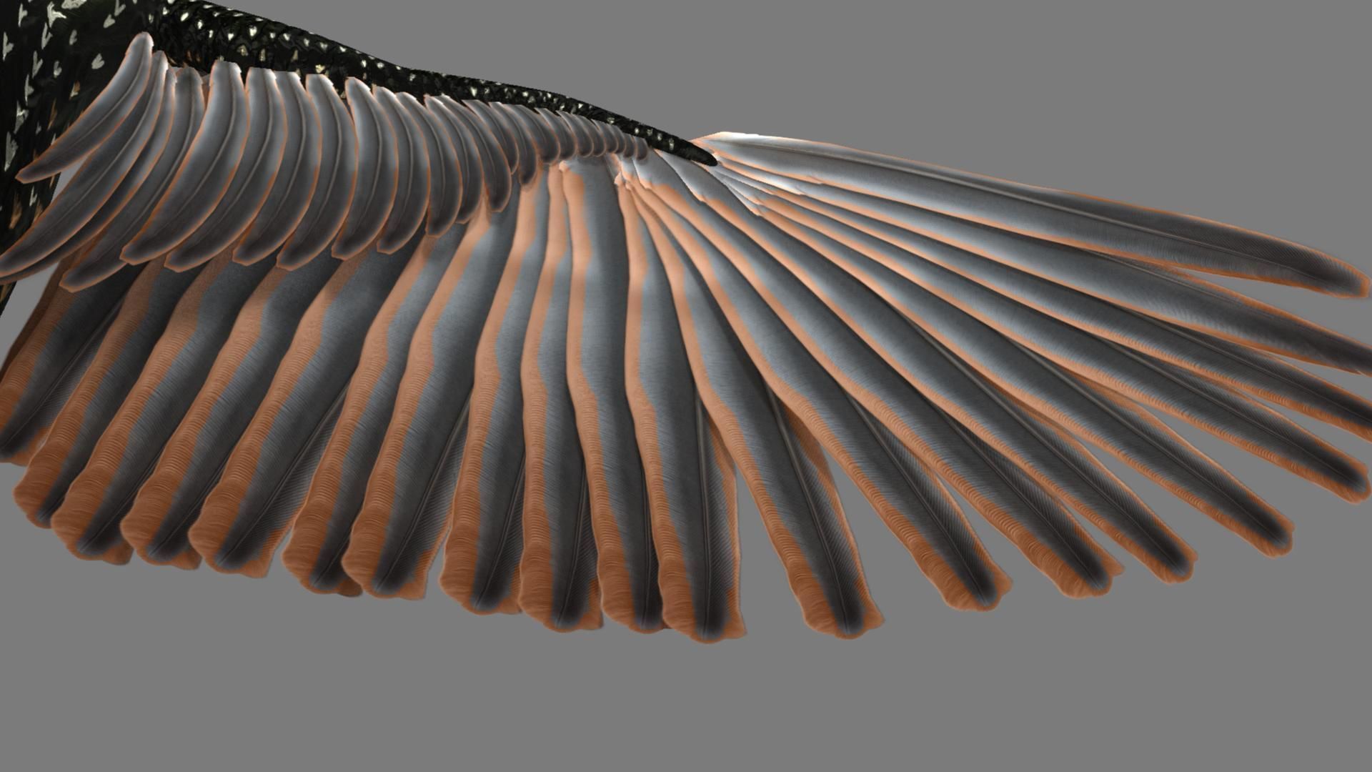 Sturnidae or Starling 3D model_3