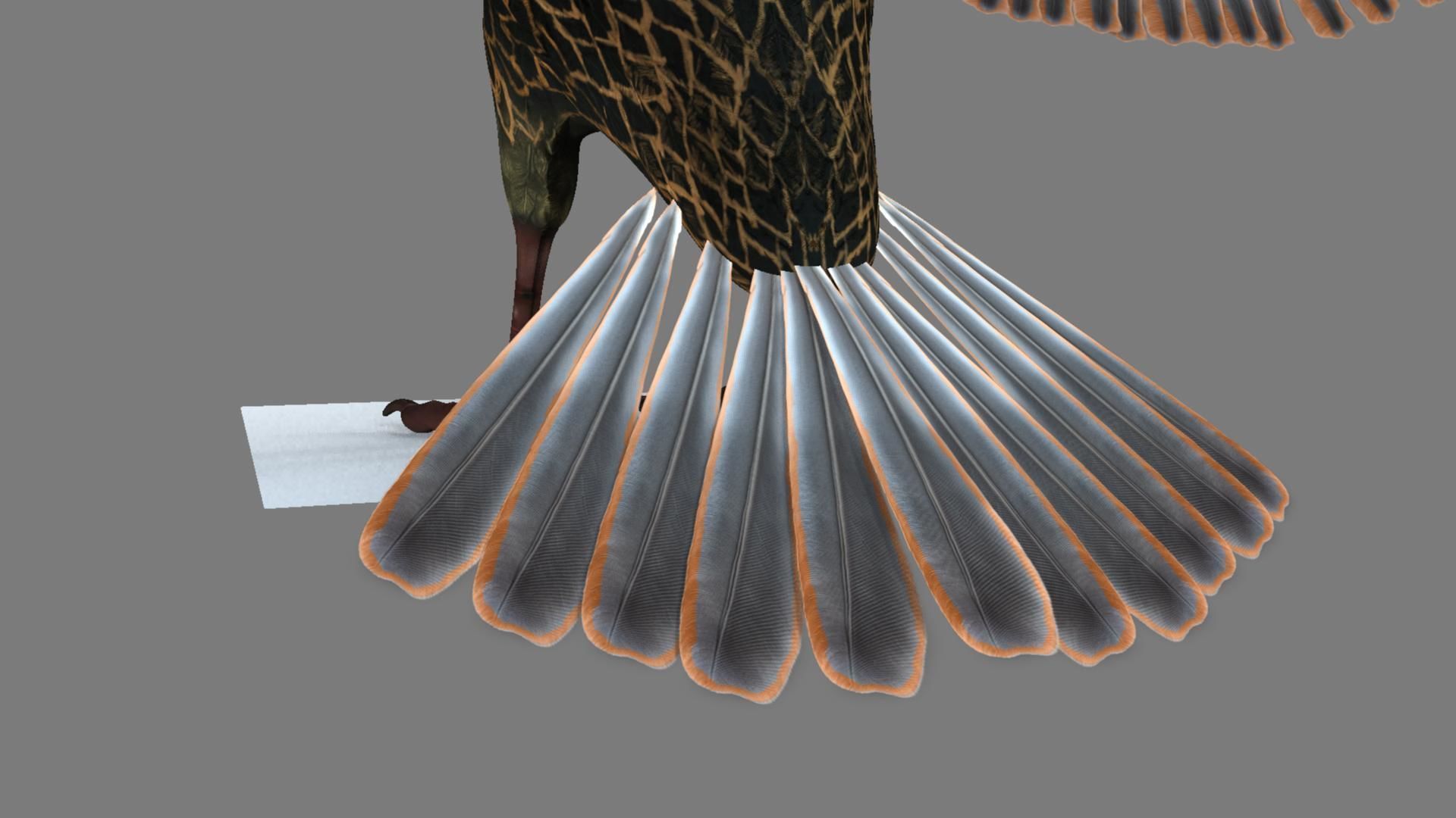 Sturnidae or Starling 3D model_39