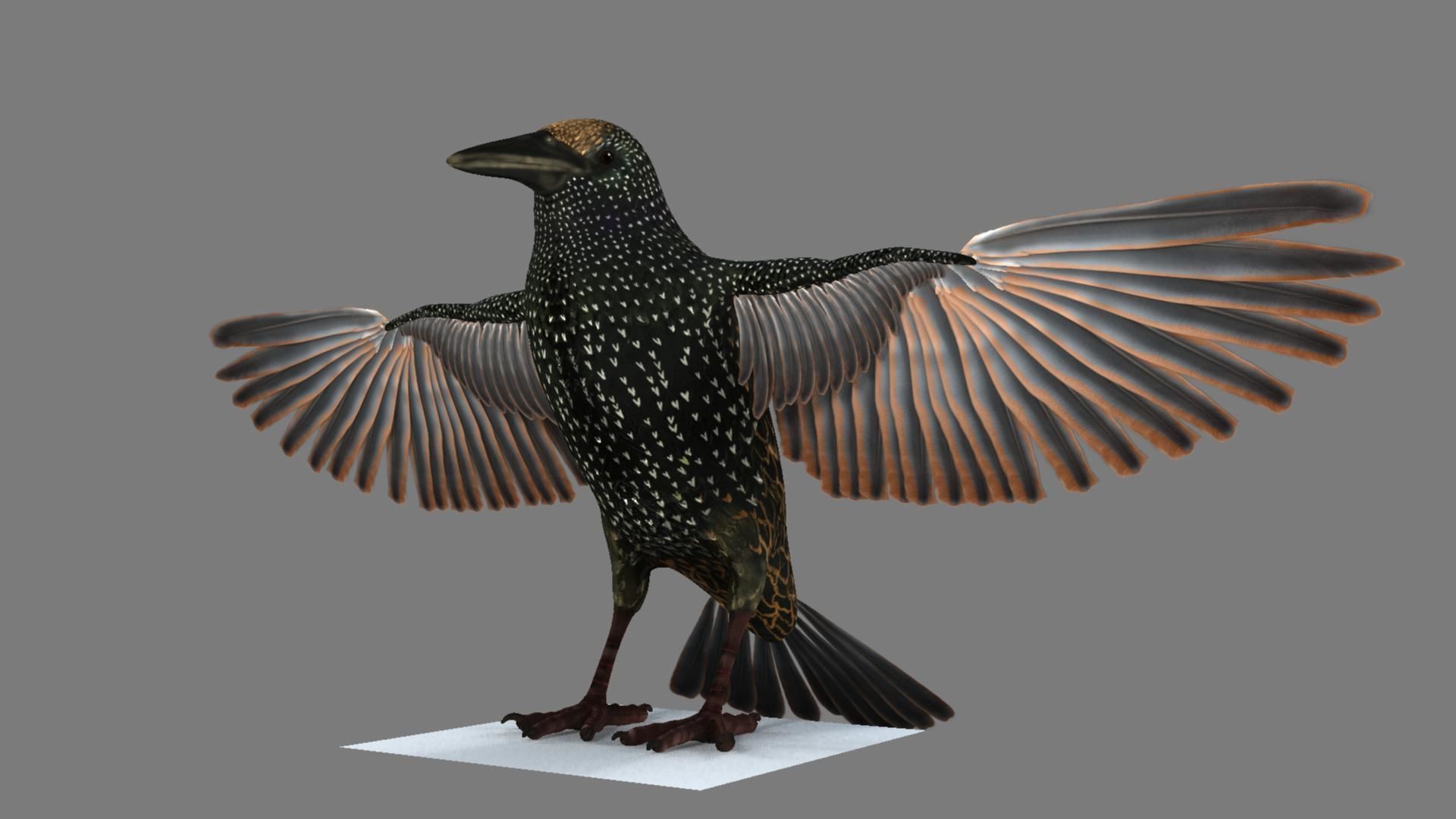 Sturnidae or Starling 3D model_23