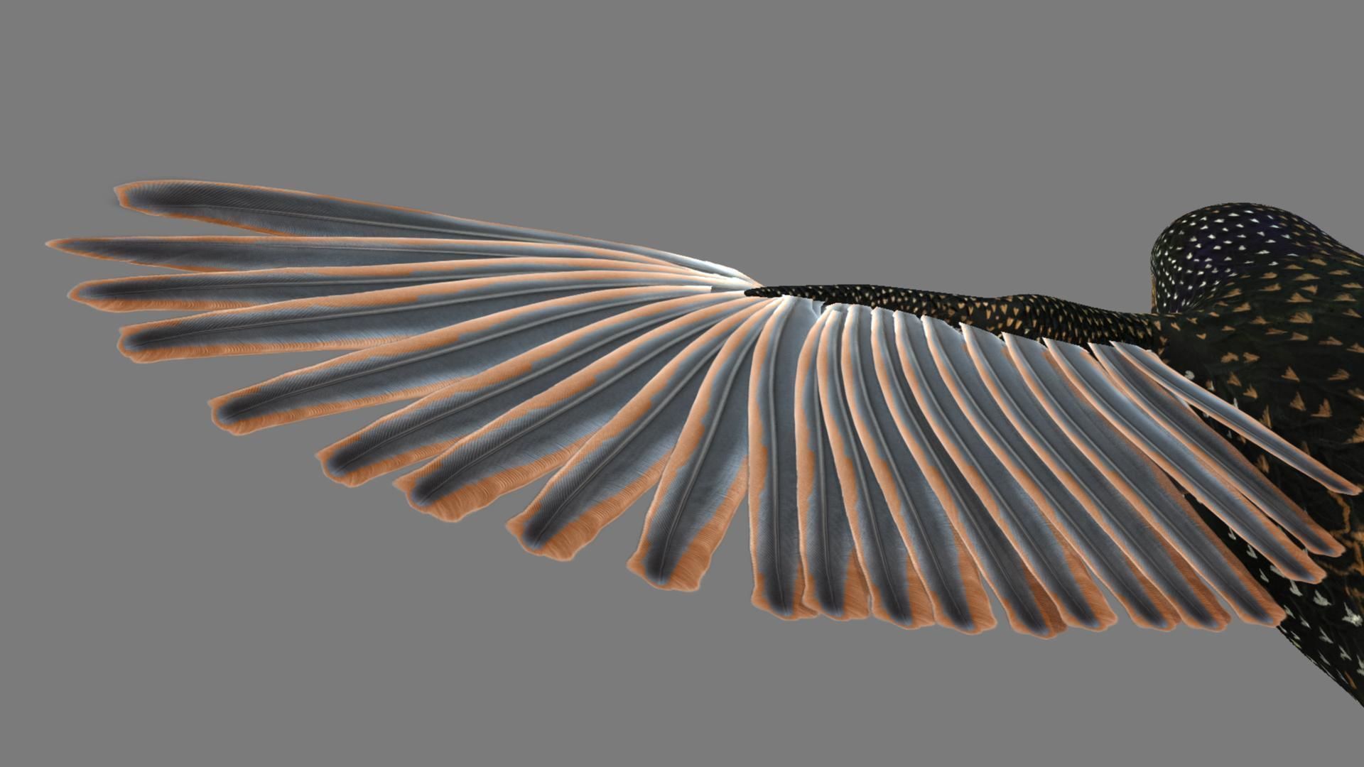 Sturnidae or Starling 3D model_4