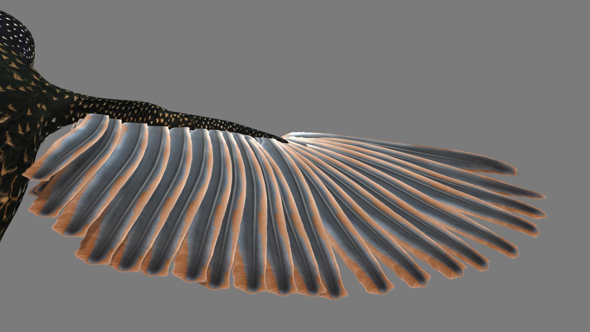 Sturnidae or Starling 3D model_5