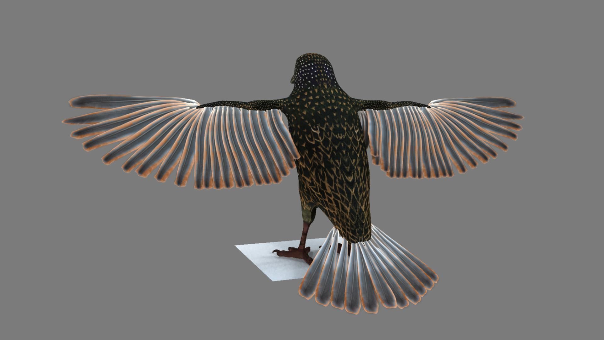 Sturnidae or Starling 3D model_34