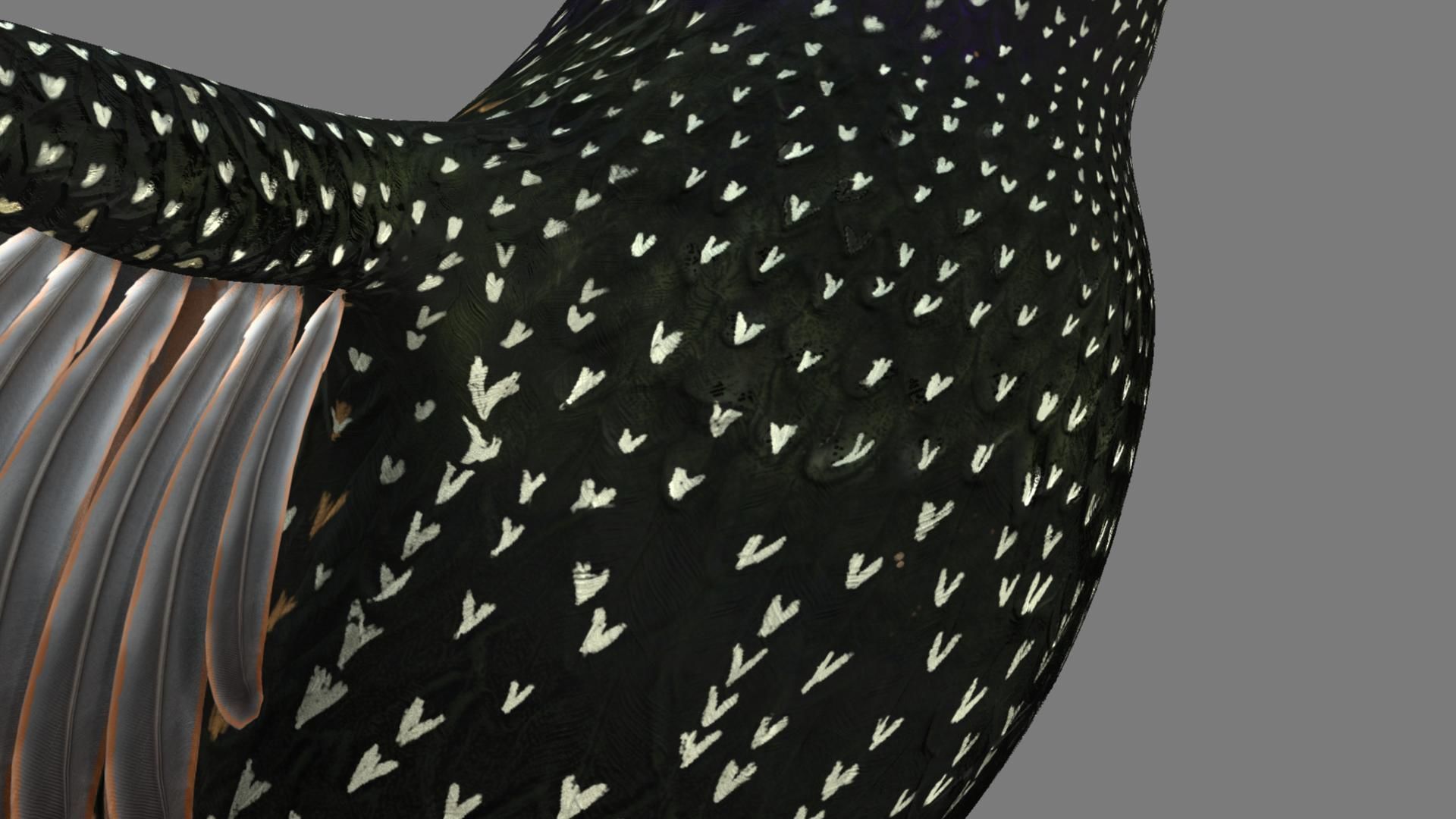 Sturnidae or Starling 3D model_13