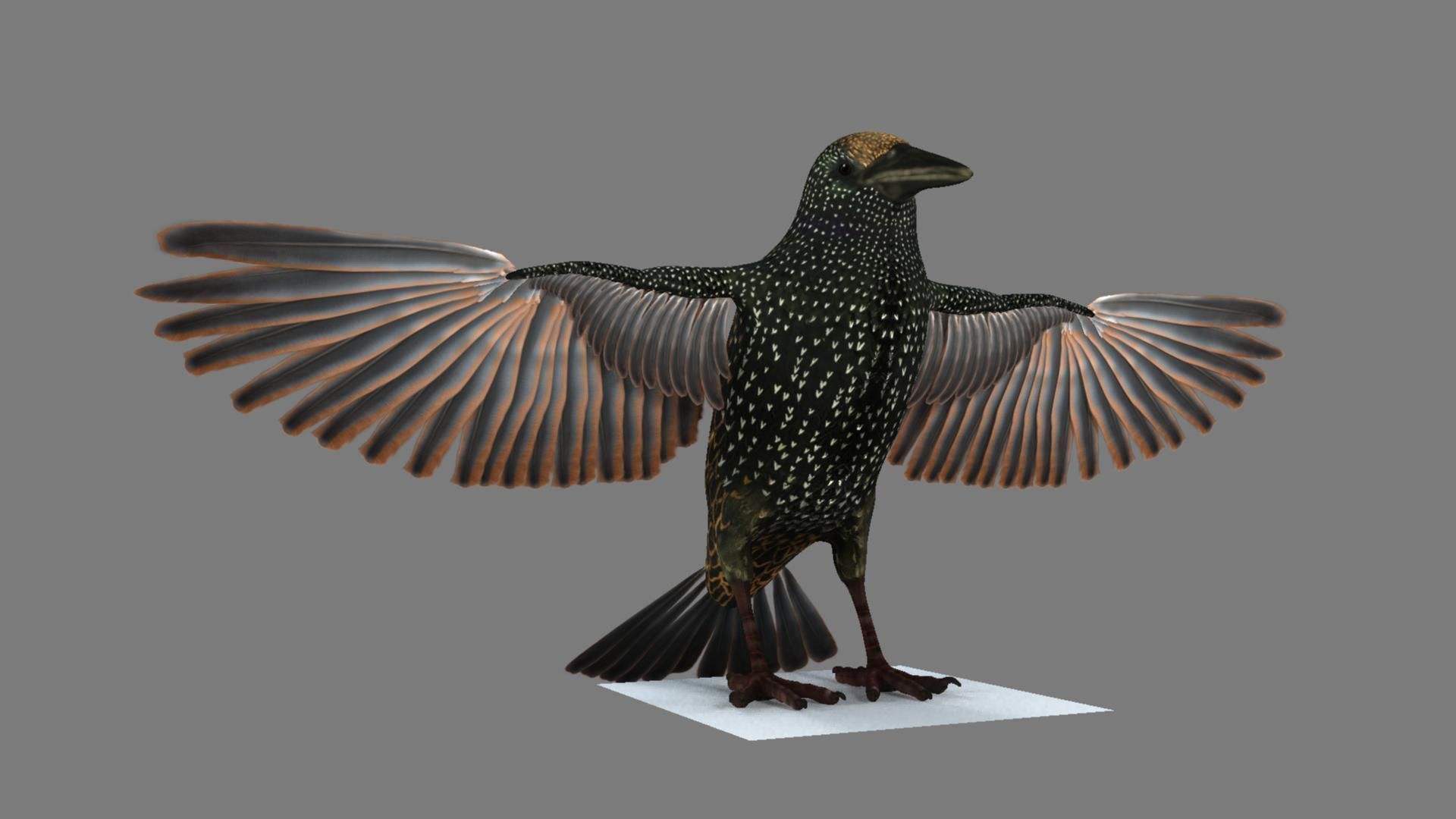 Sturnidae or Starling 3D model_12
