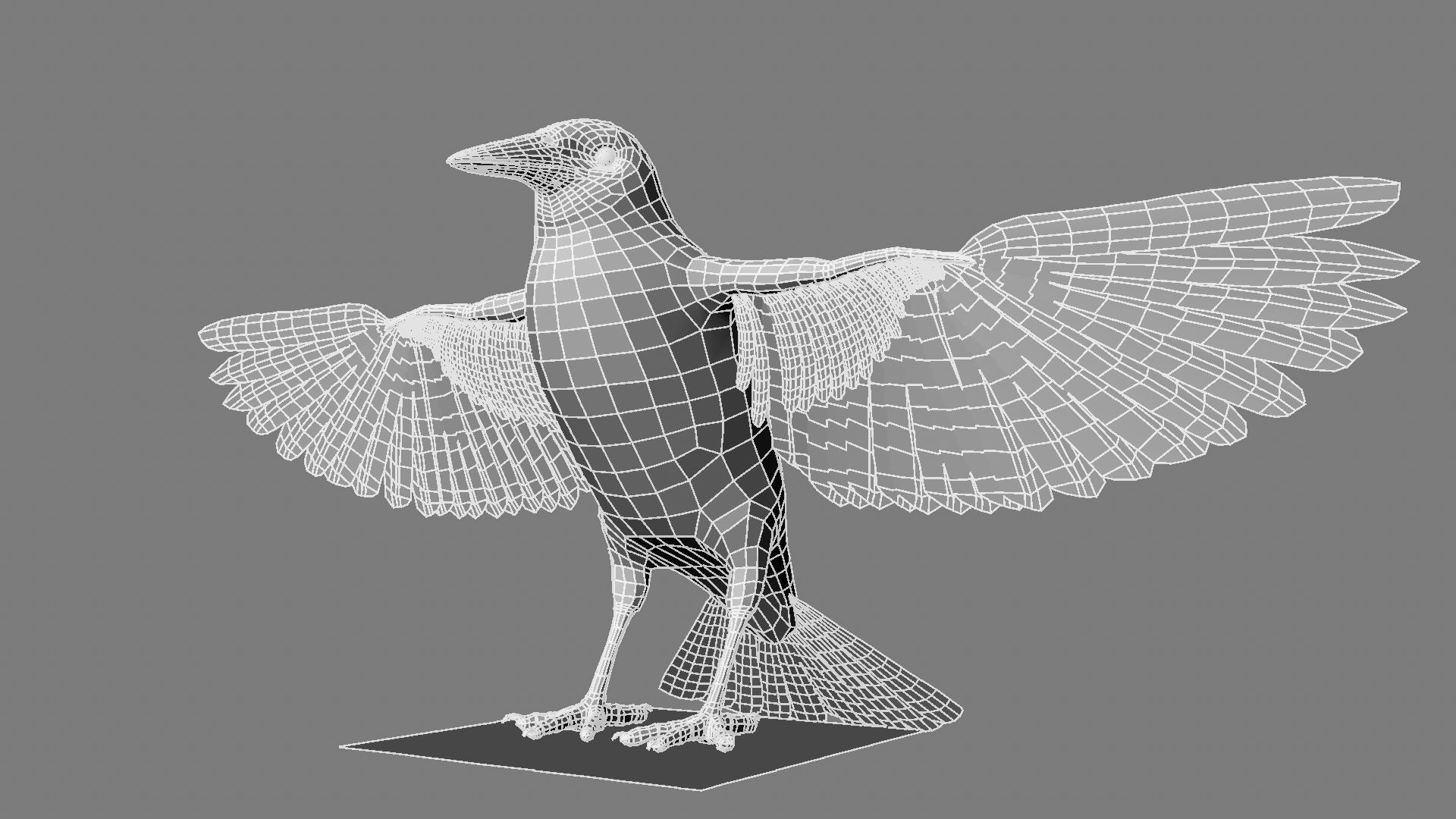 Sturnidae or Starling 3D model_17