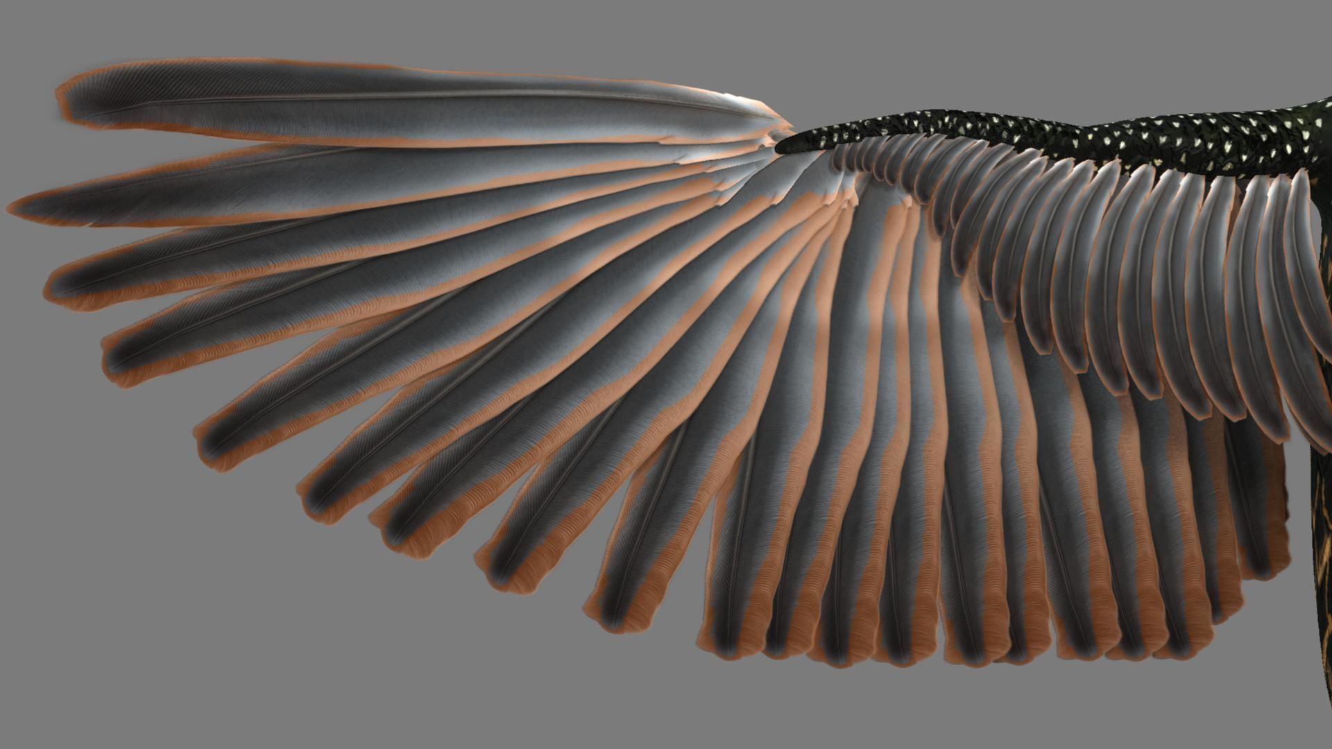 Sturnidae or Starling 3D model_6