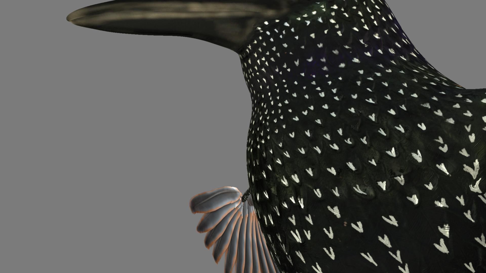 Sturnidae or Starling 3D model_7