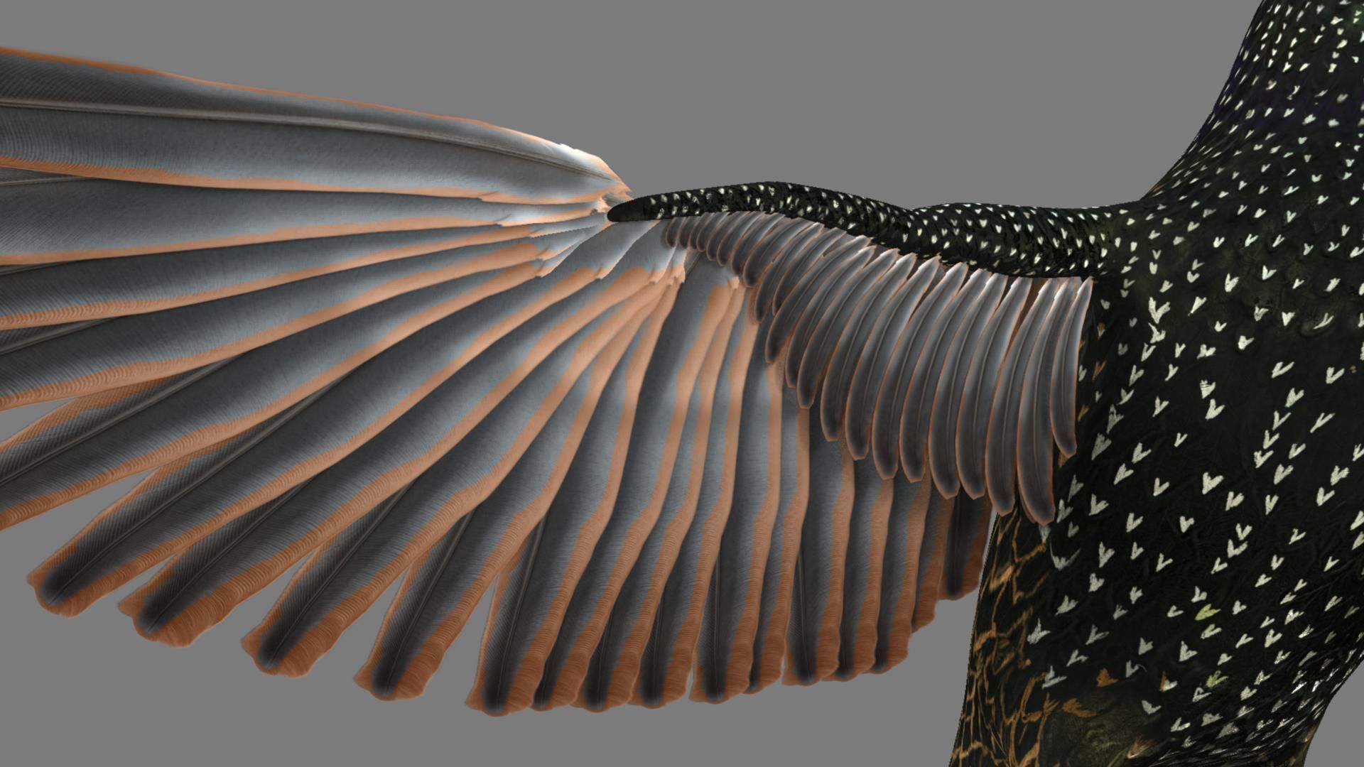 Sturnidae or Starling 3D model_42